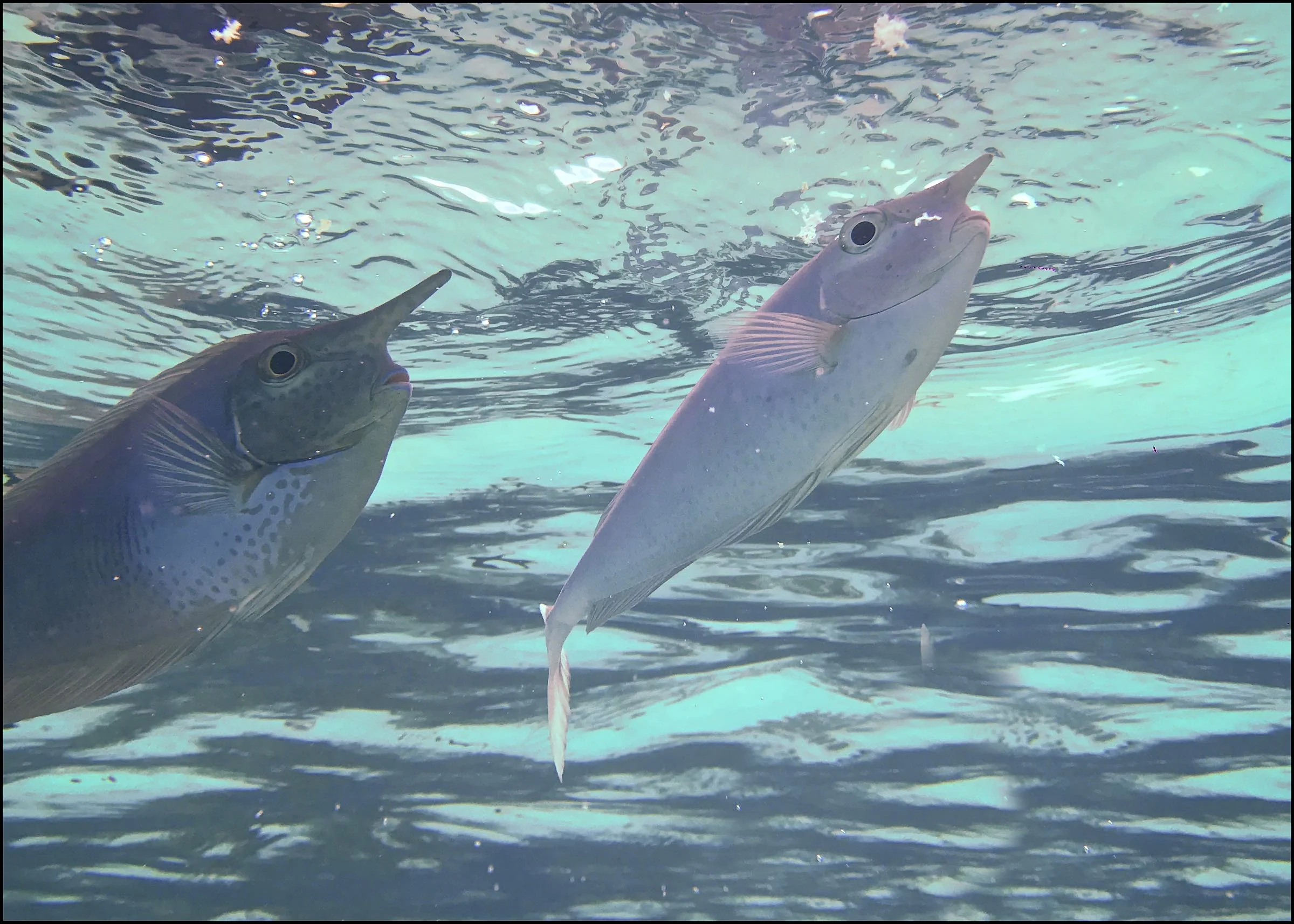 Unicorn Fish