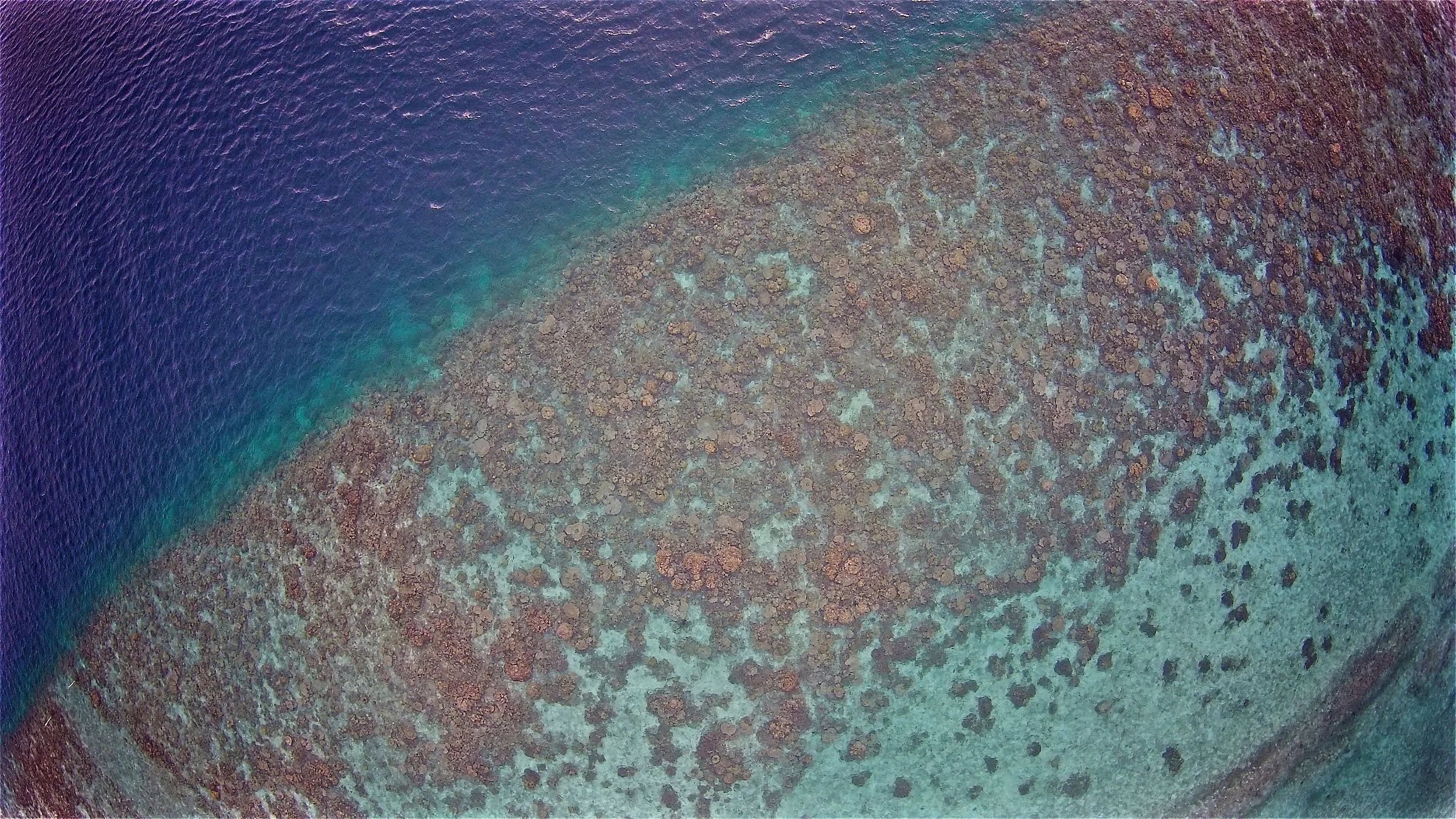 Reef