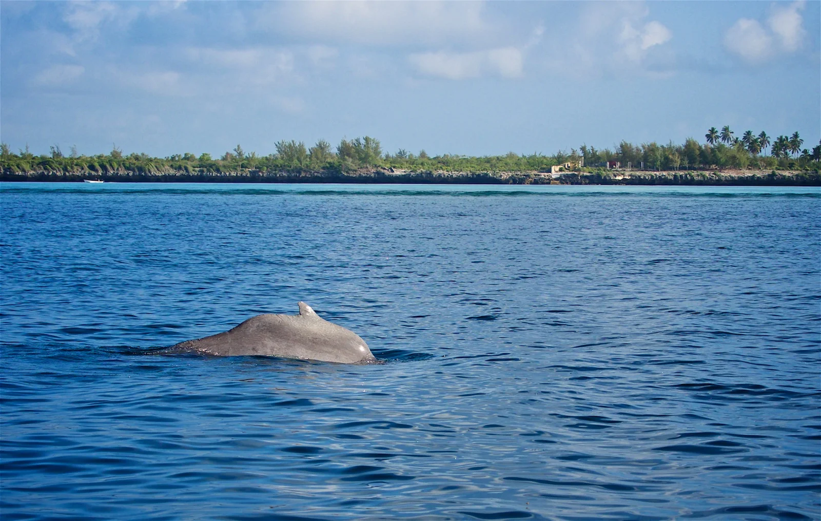 Humpback Dolphin