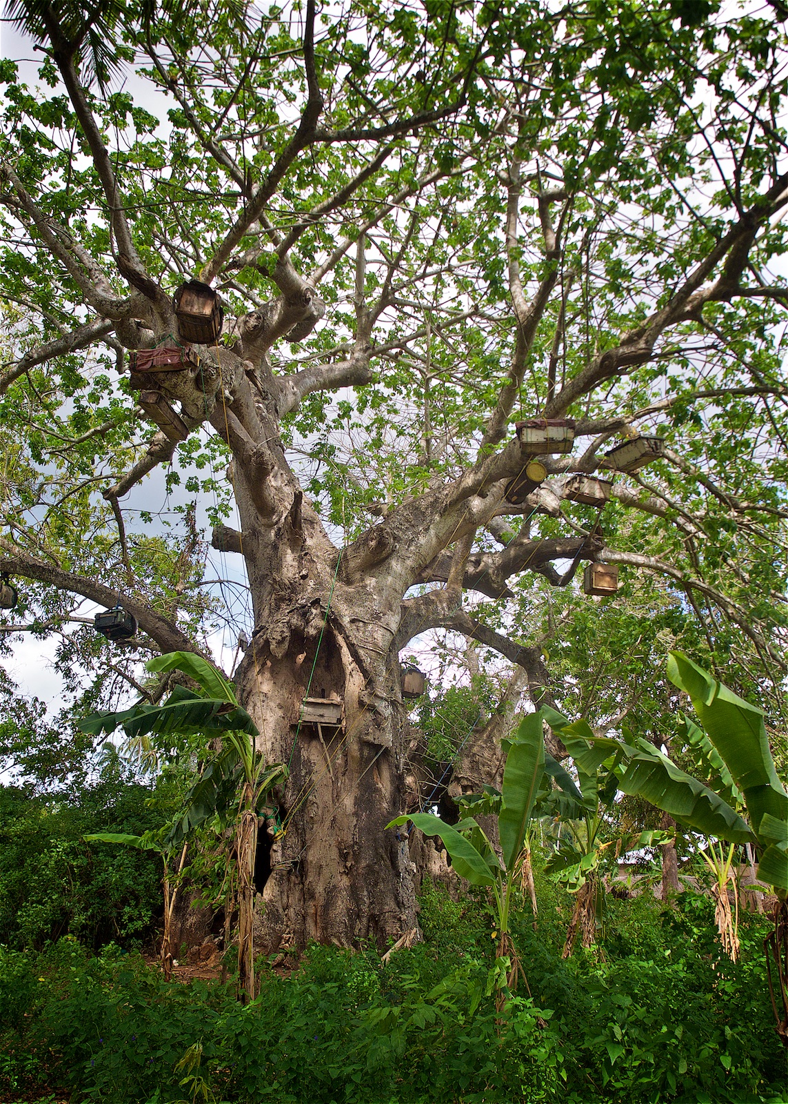 Baobab