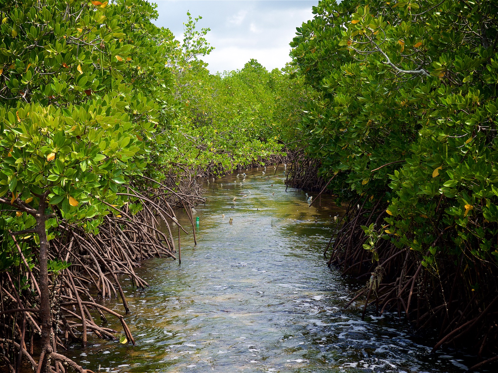 Mangroves on Uzi lsland