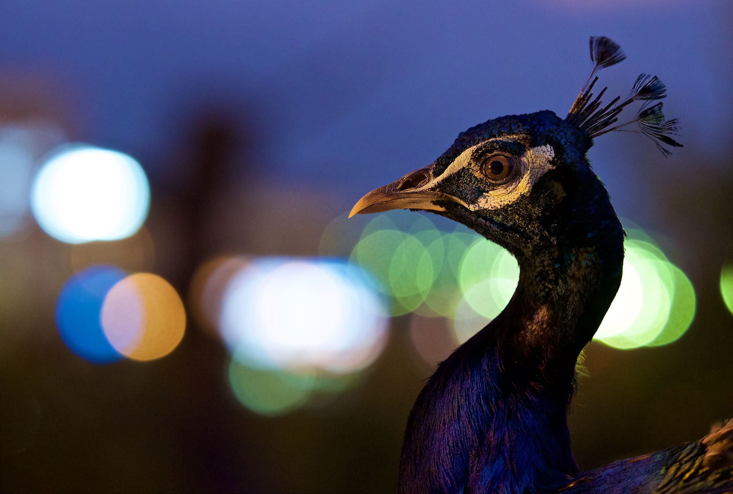 Peacock in the Lights