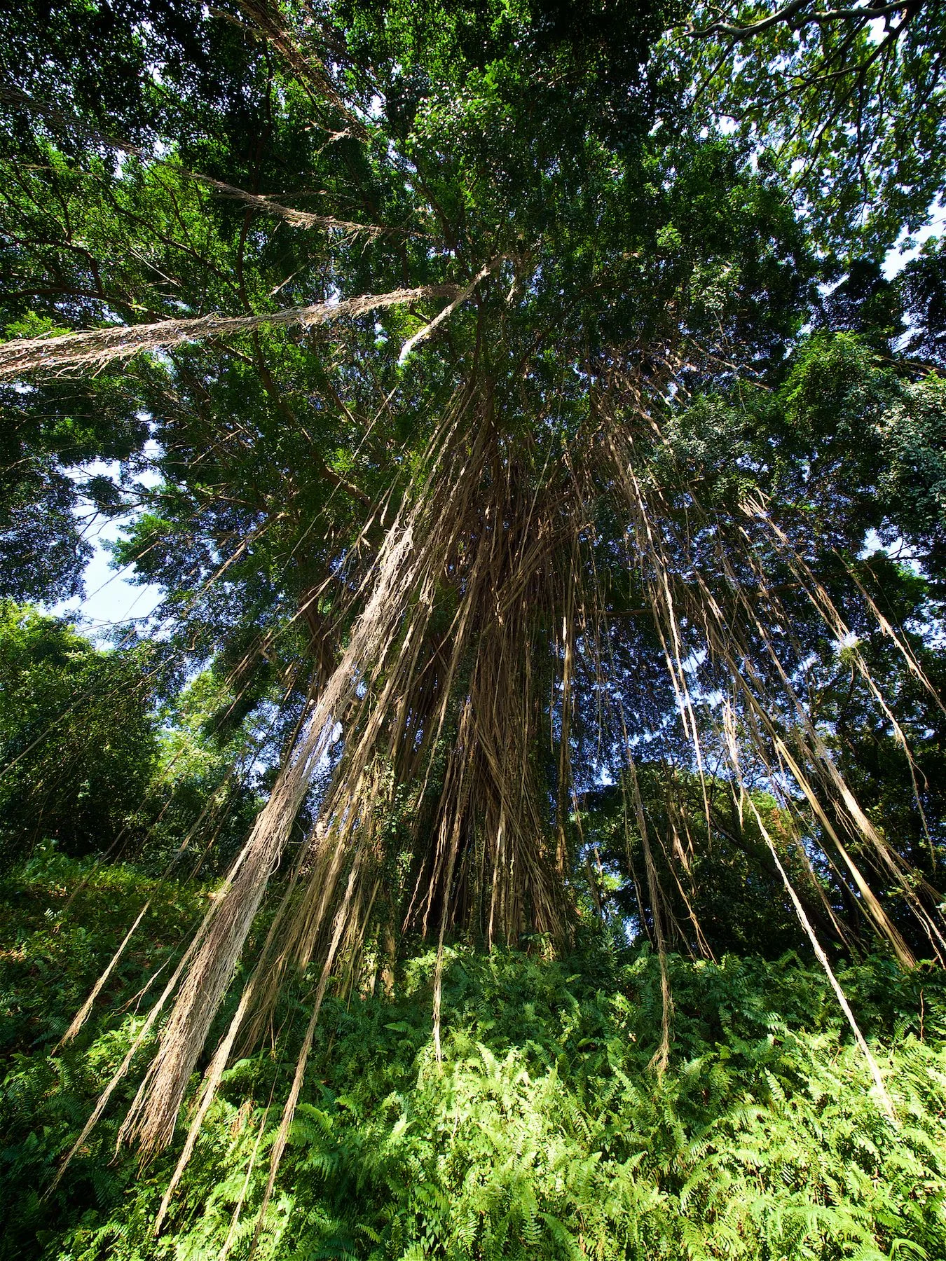 Greenery