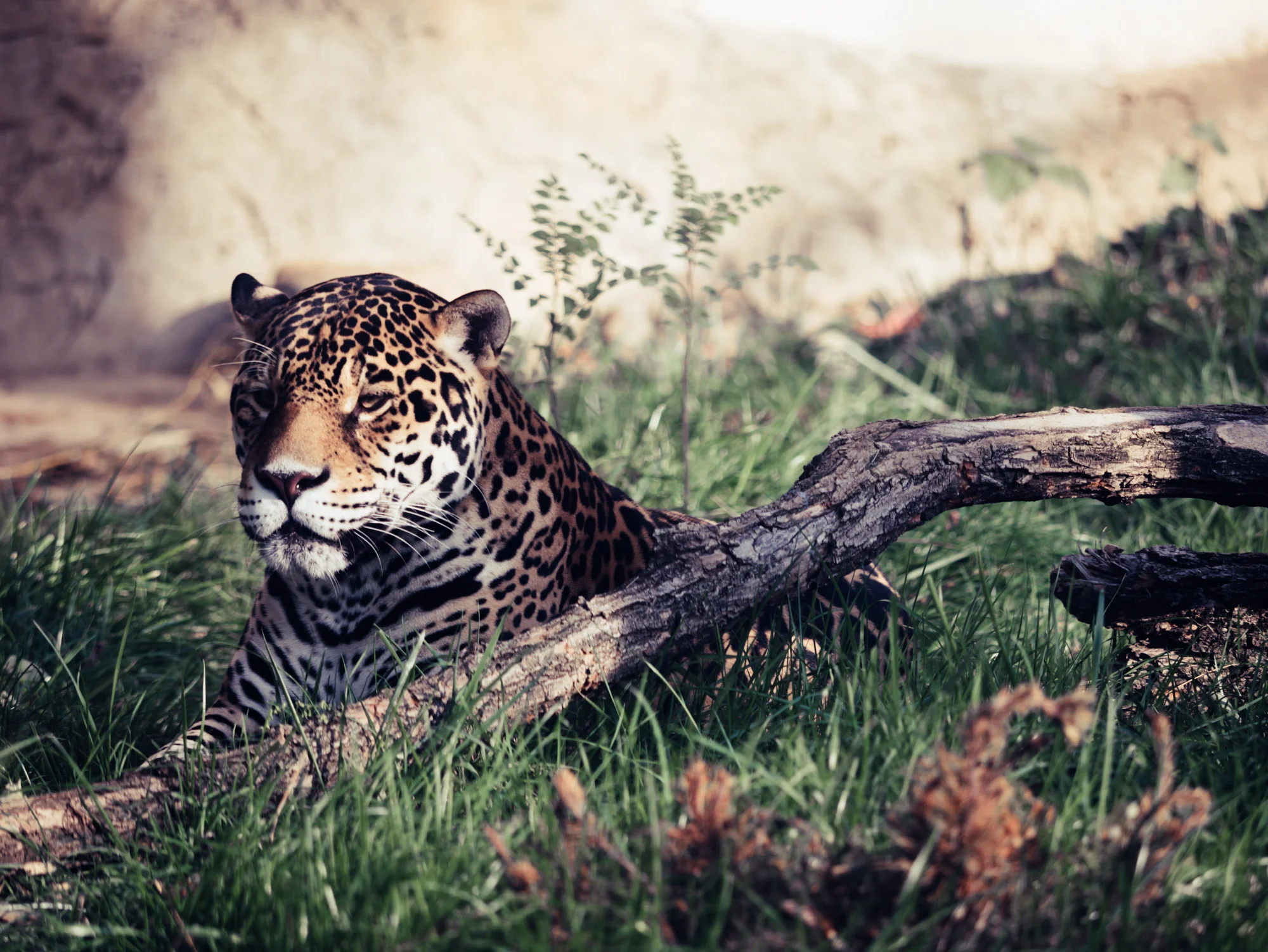 Jaguar