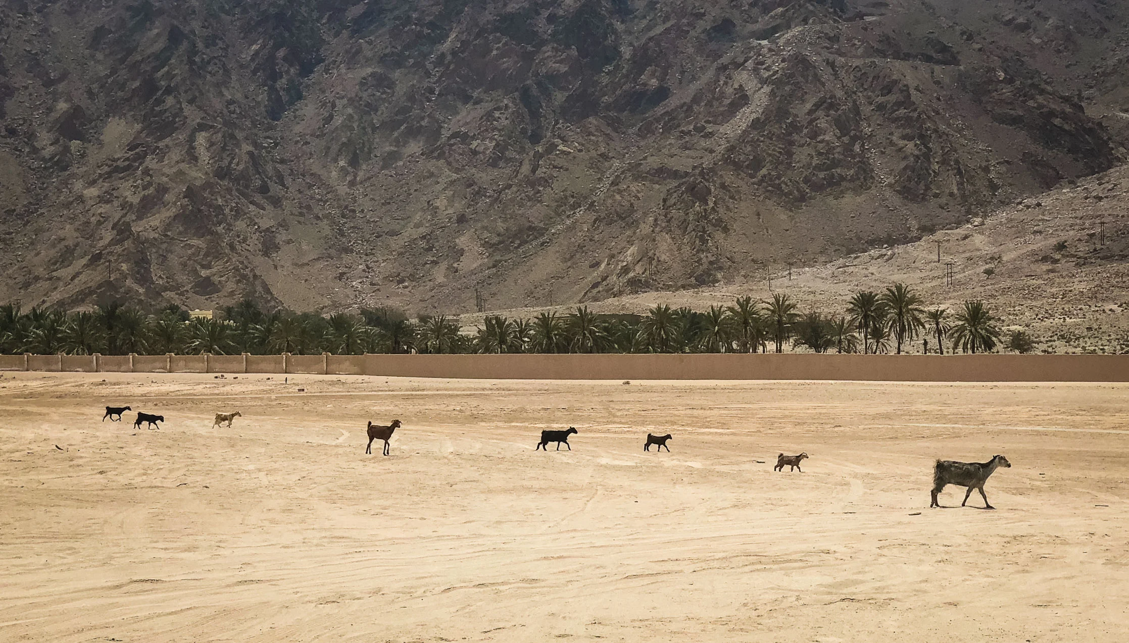 Goat Parade