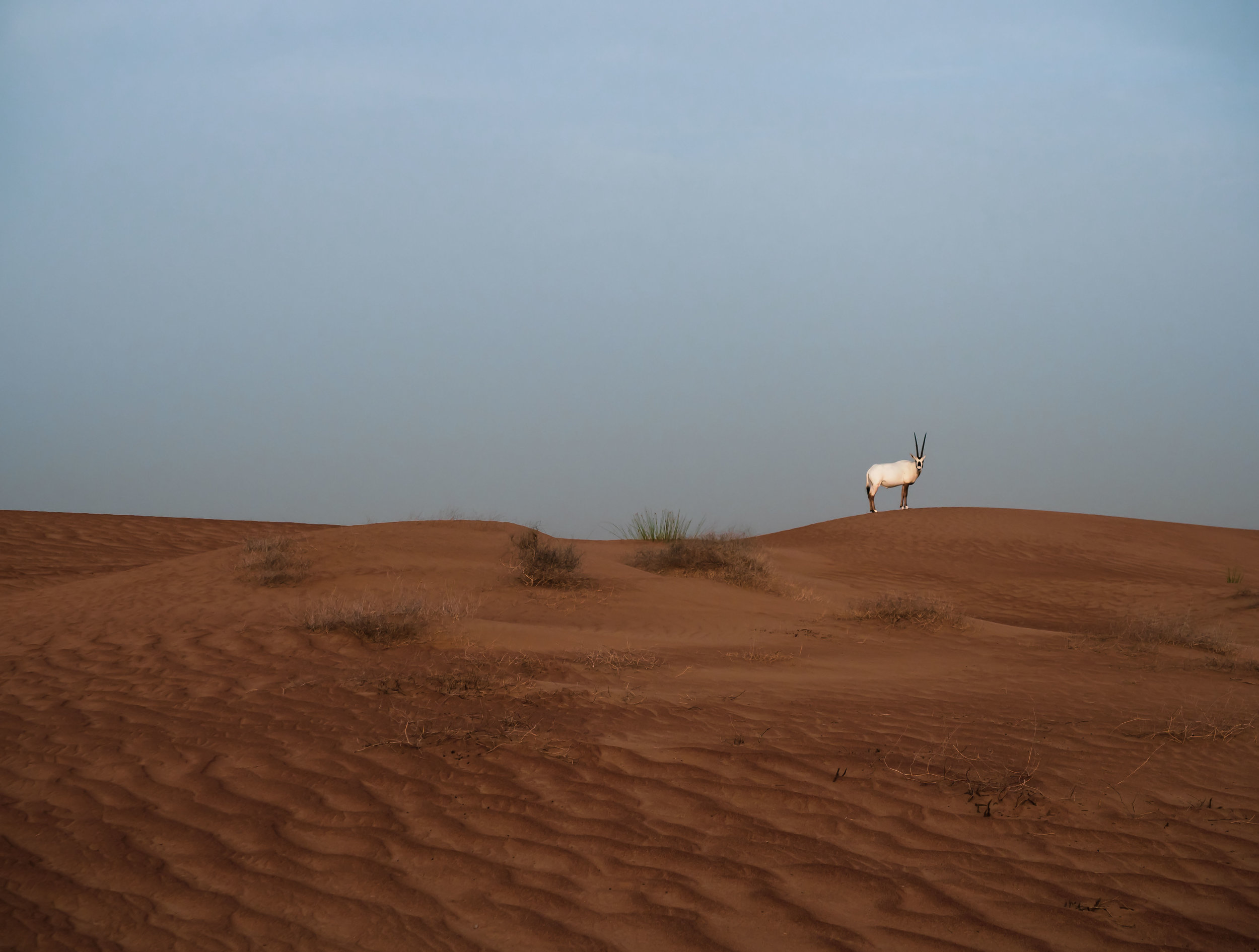 The Arabian Oryx