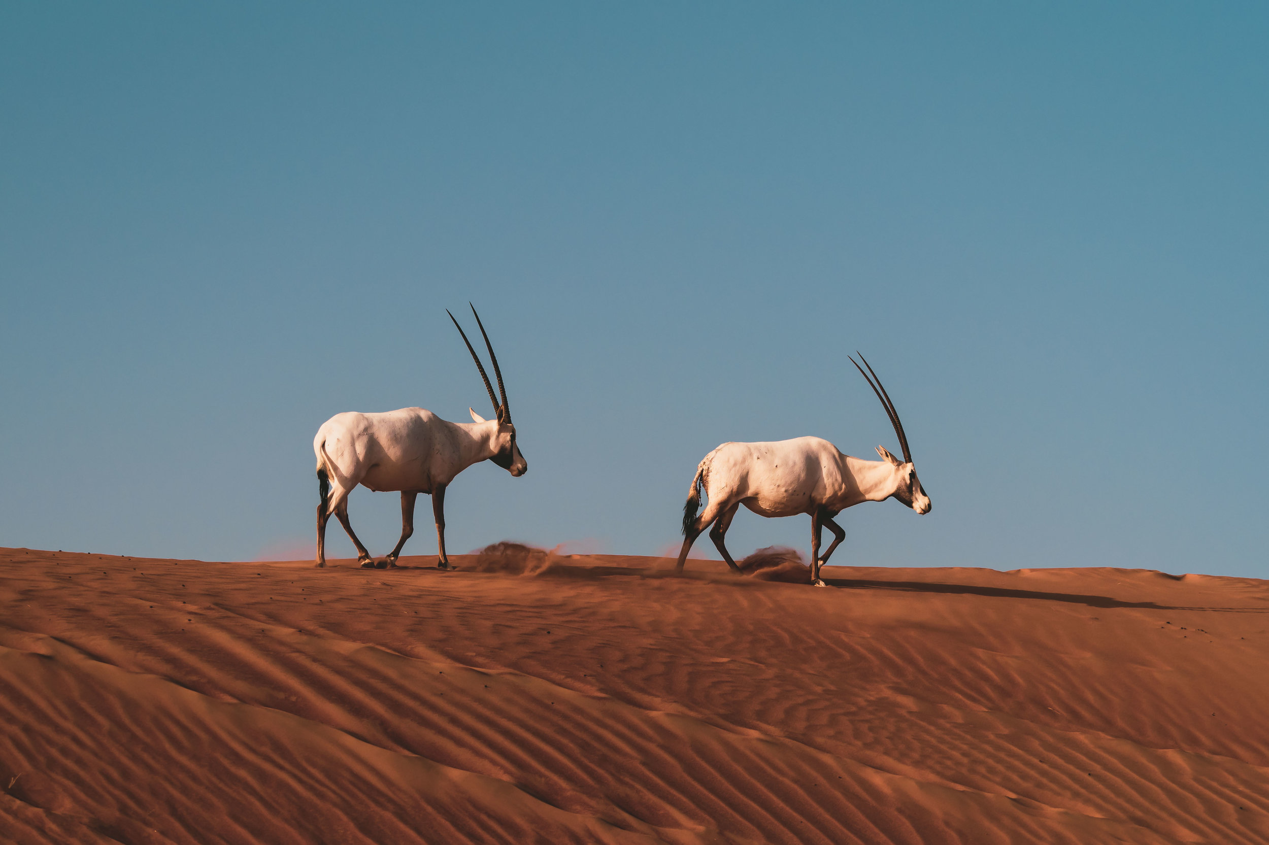 Oryx in the Sunrise