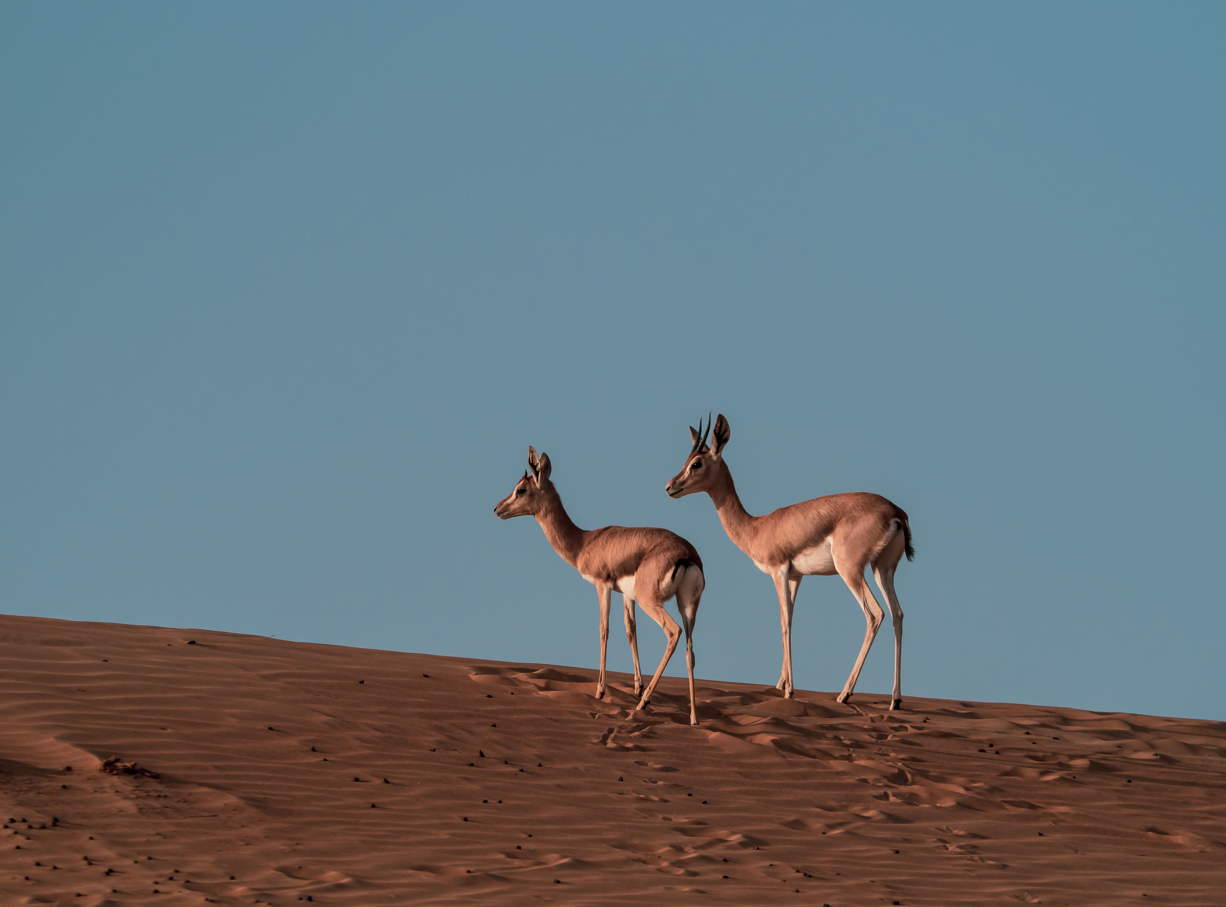 Gazelles