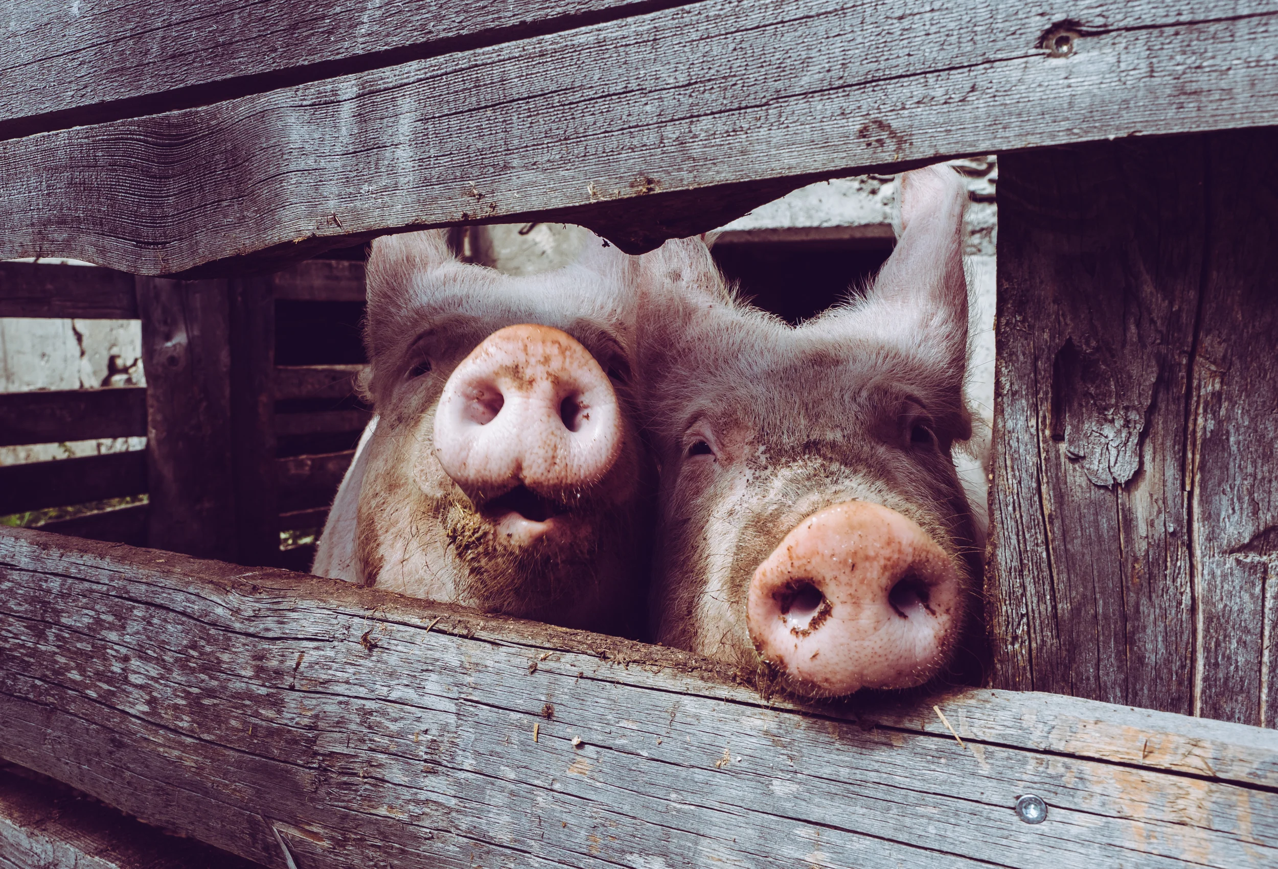 Pigs