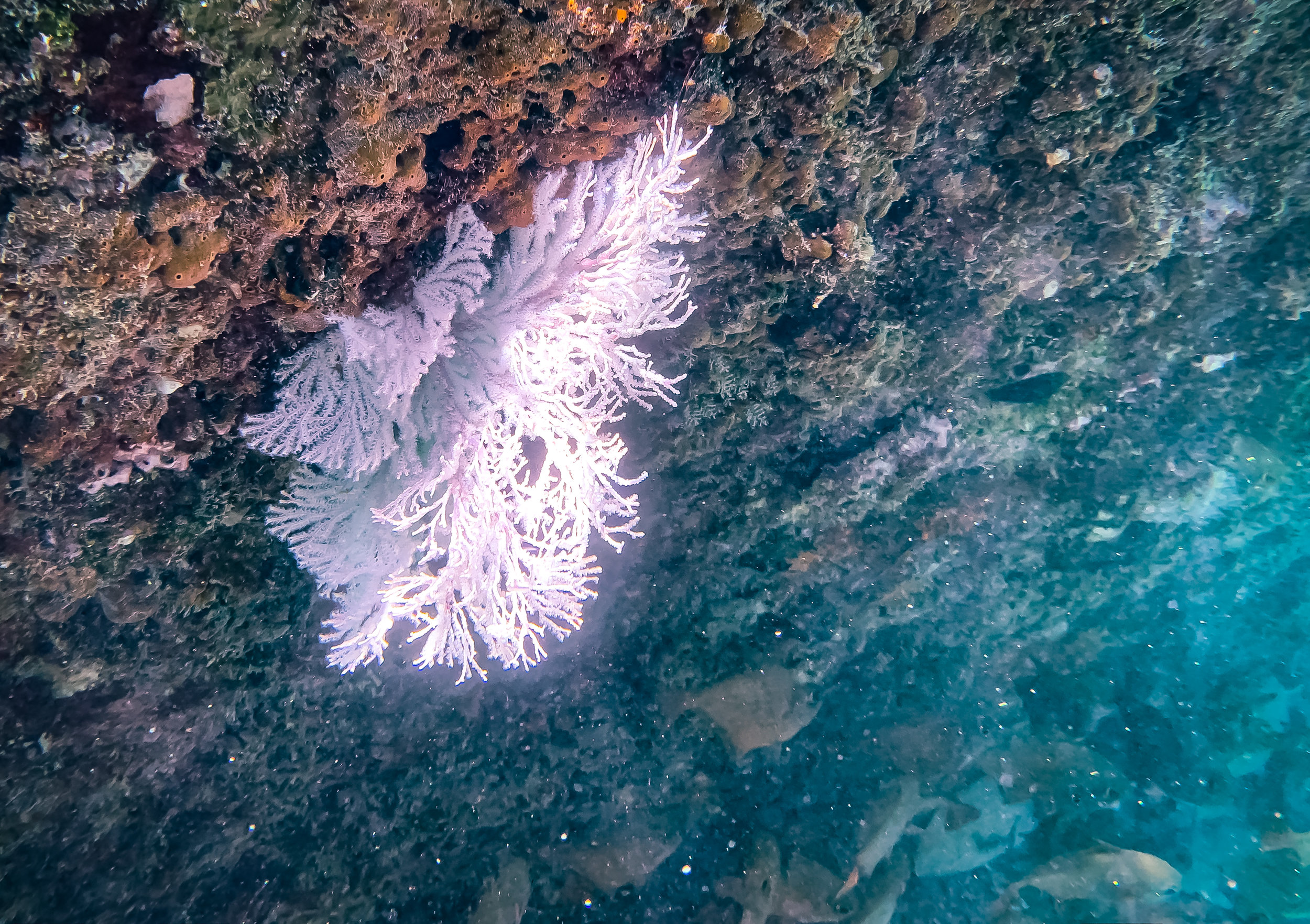 Marine Flora