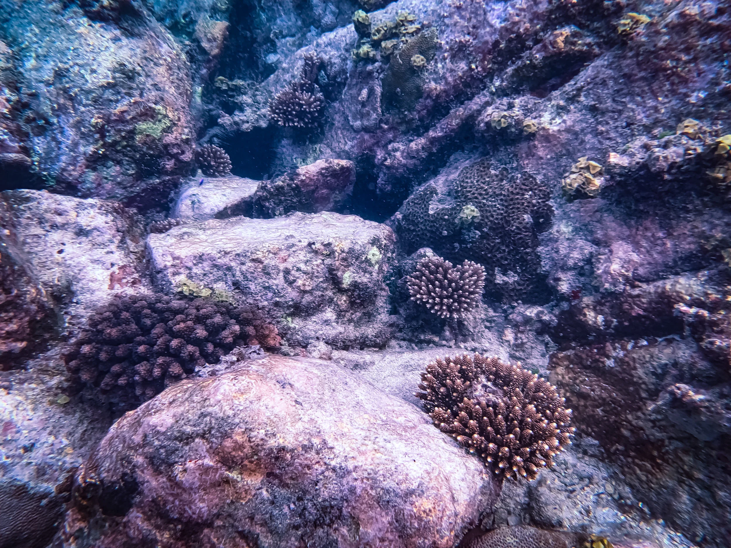 Coral World