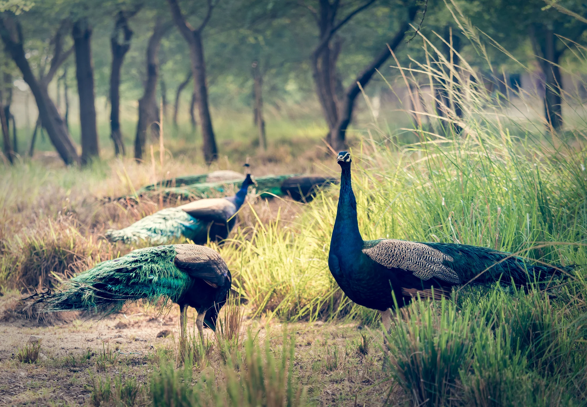 Peacock Central