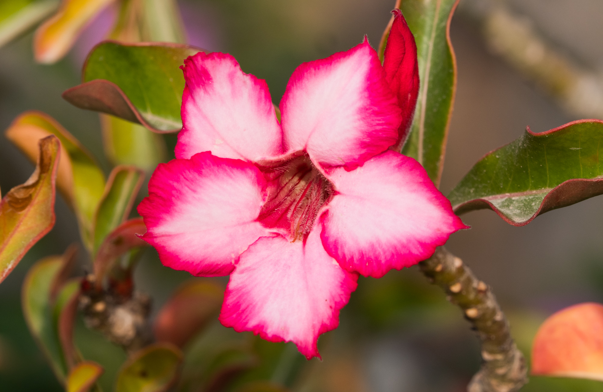 Desert Rose