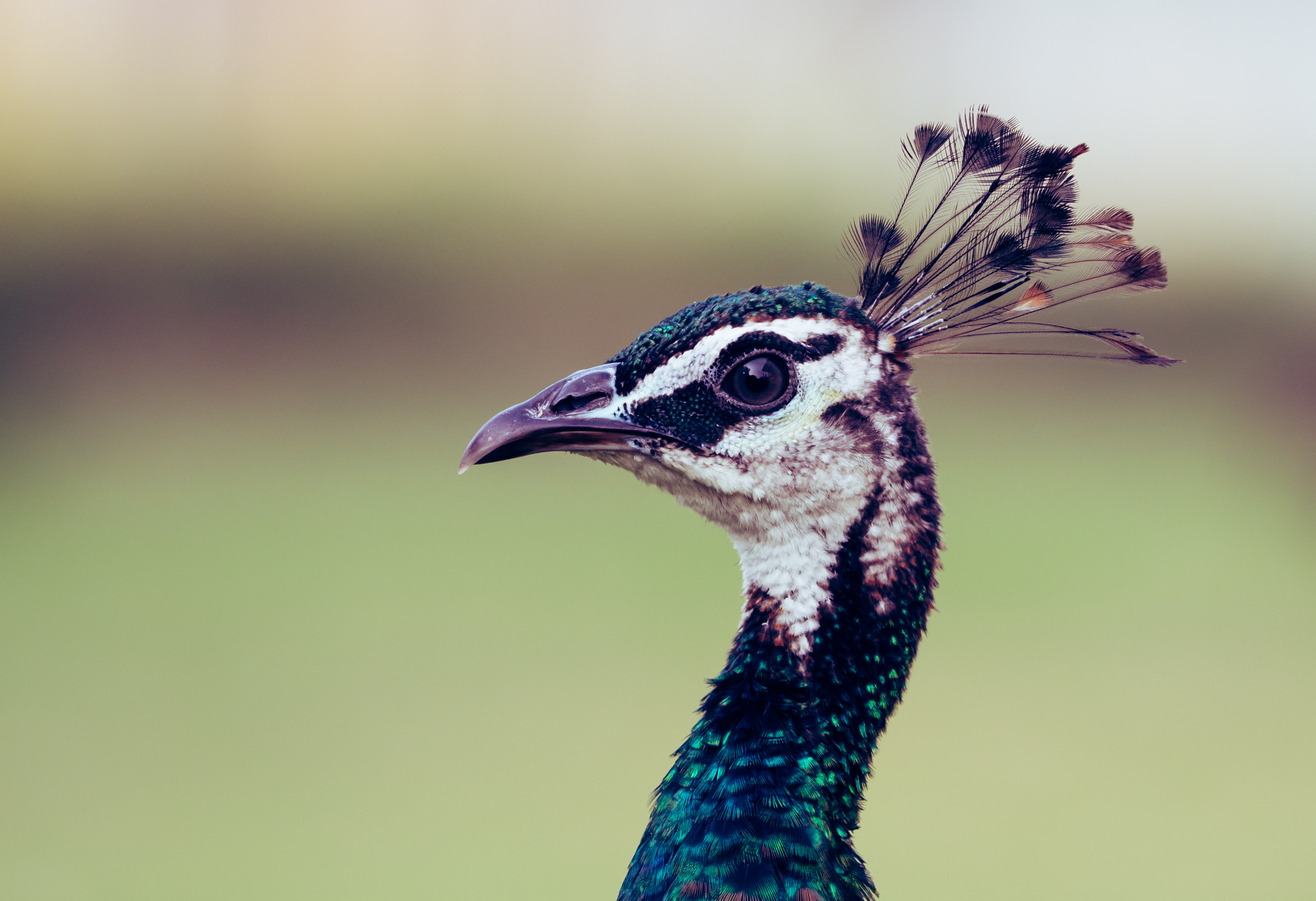 Peacock