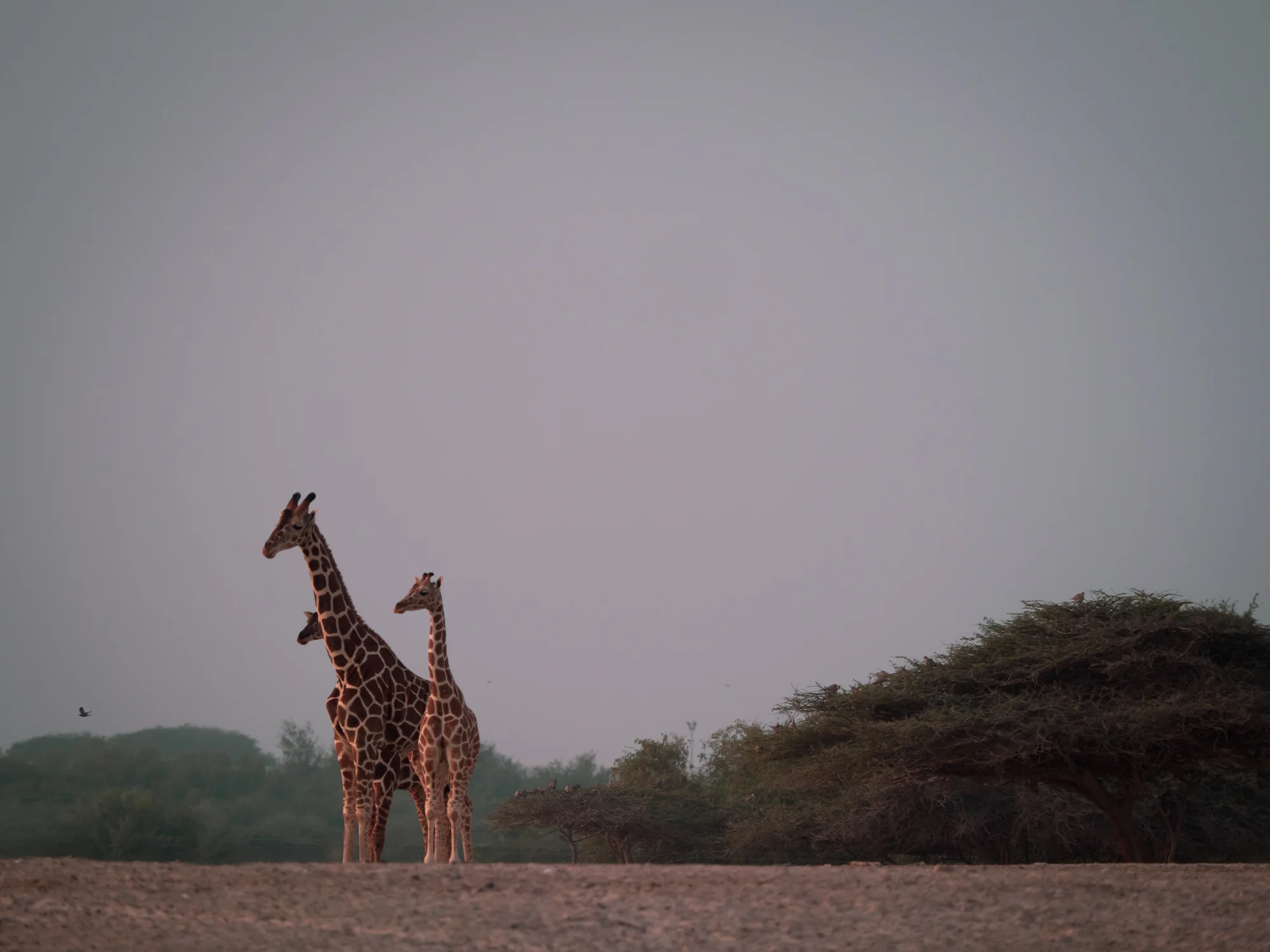 Giraffe Family