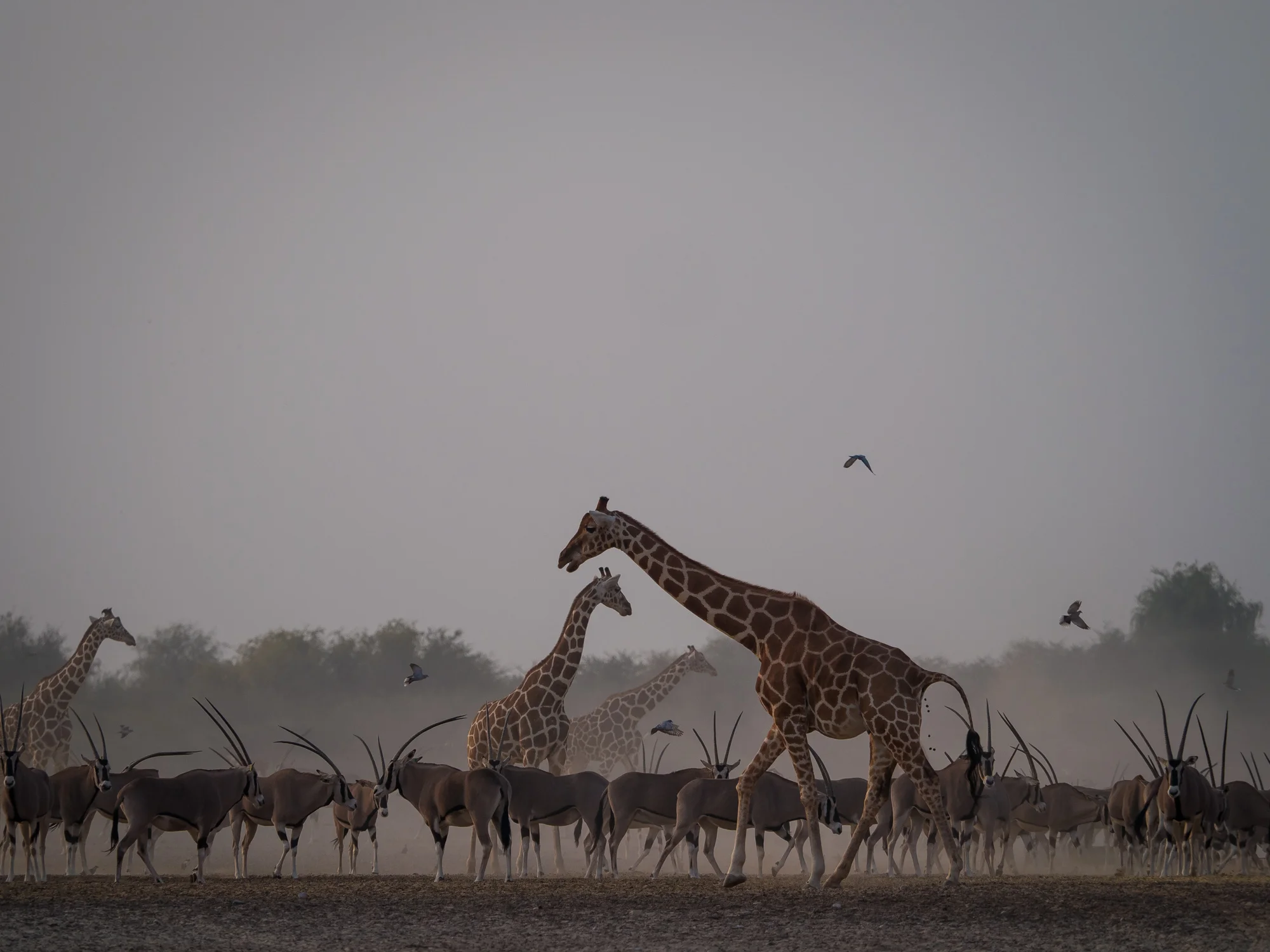 Wildlife