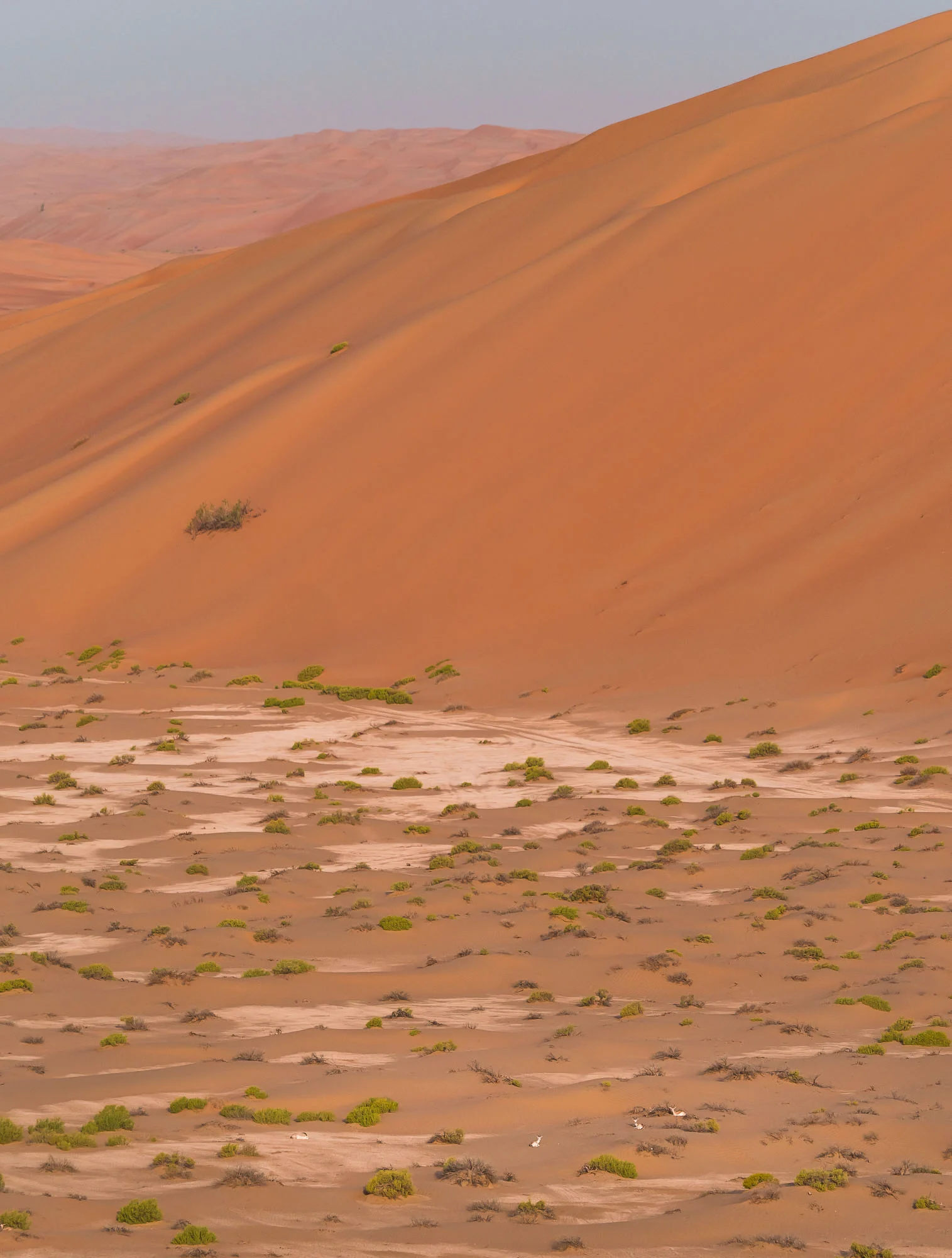 The House Dune