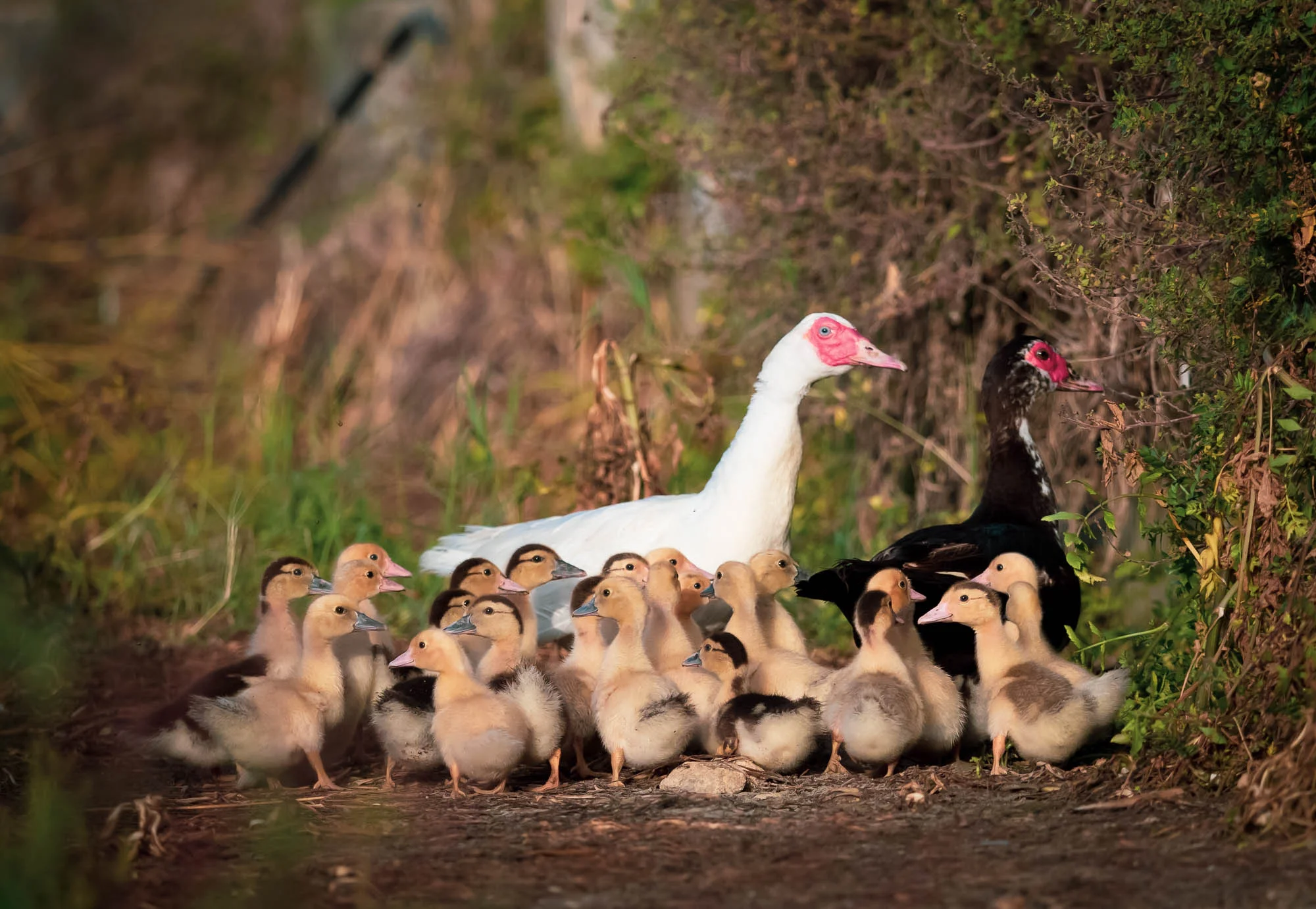 Family Happiness