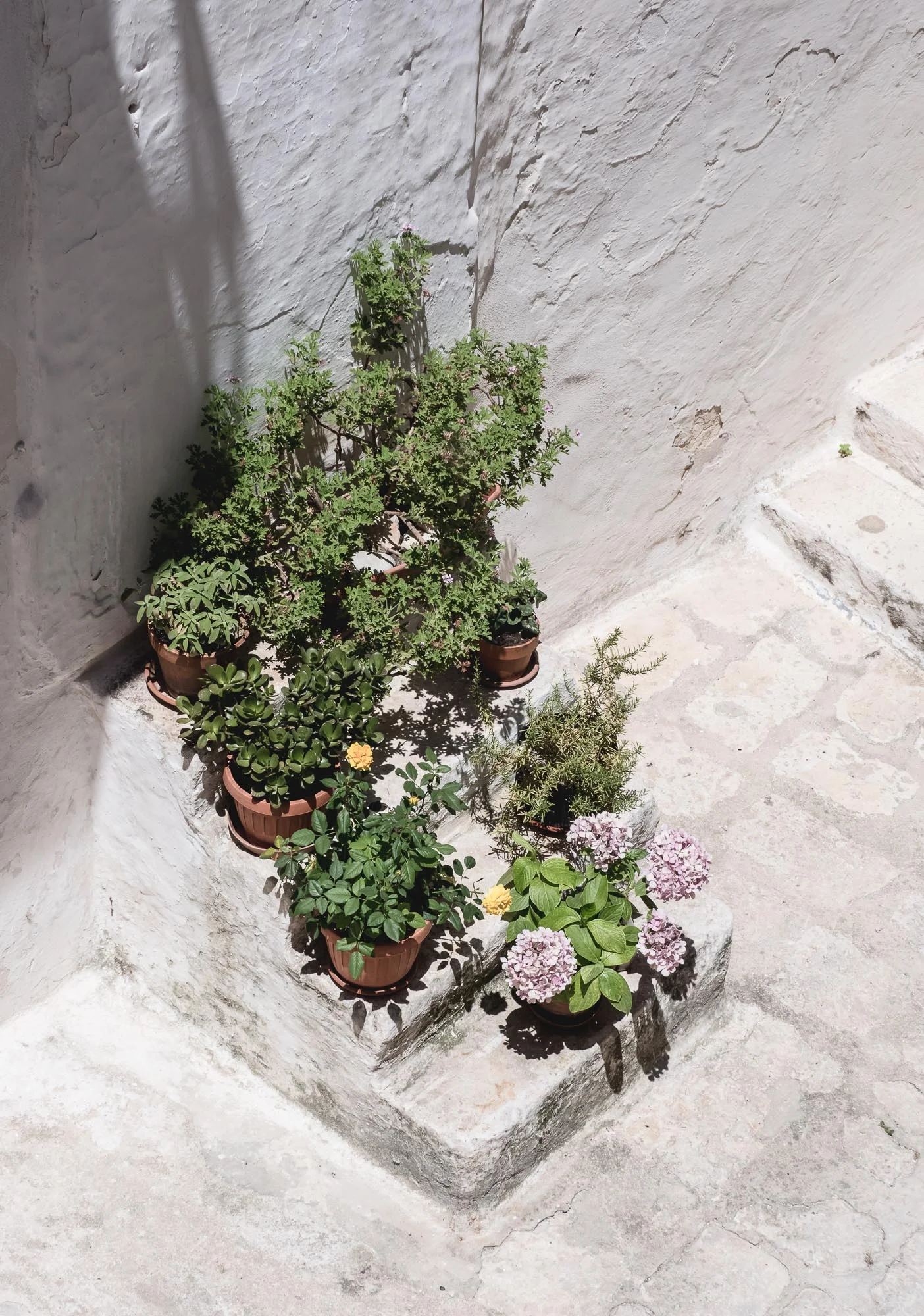 Plant Stairs