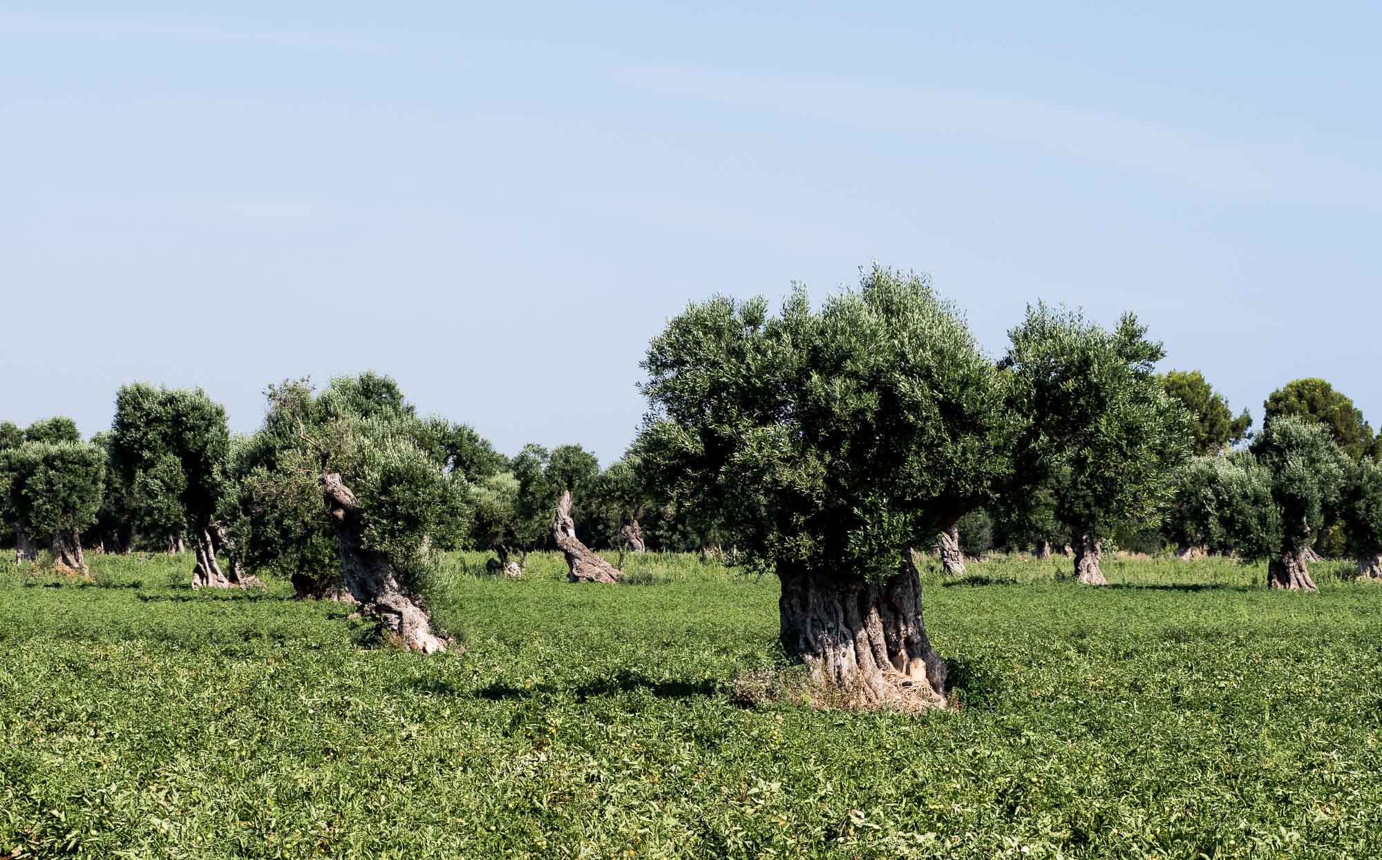 Olive Trees...