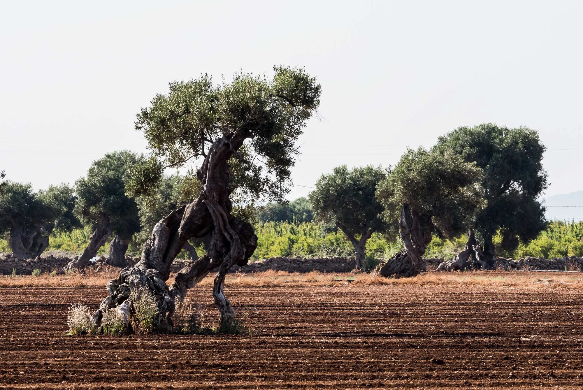 And more Olive Trees