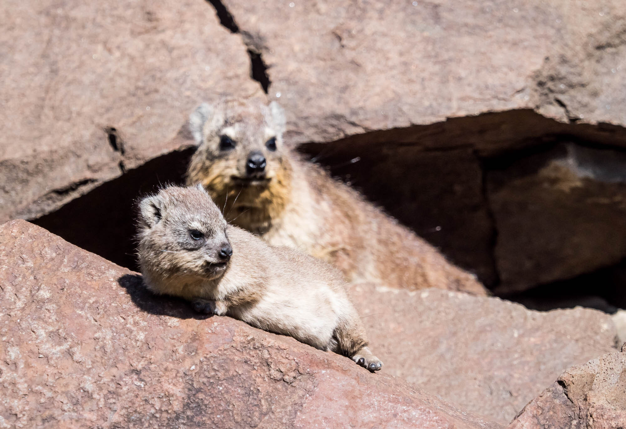 Hyrax