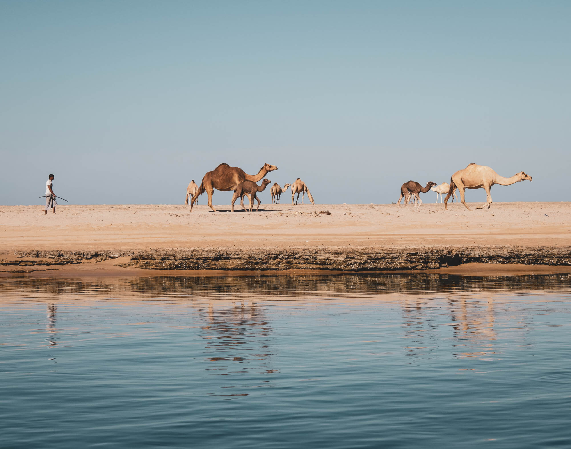  Moving them along the beach back to the farm. 