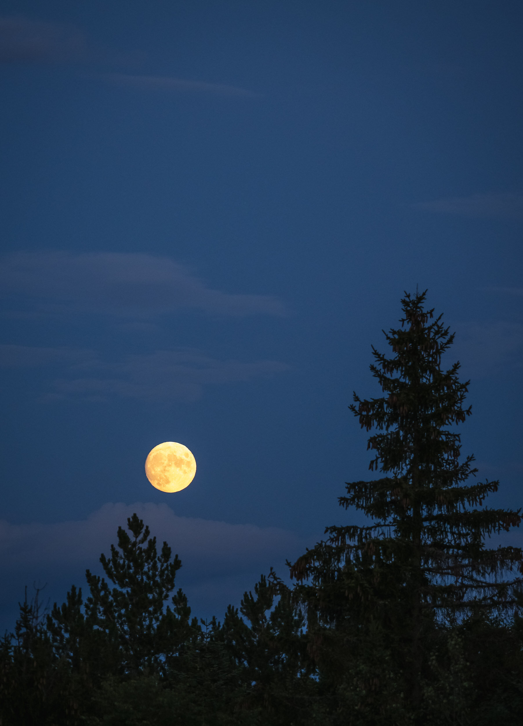 Forest Moonrise