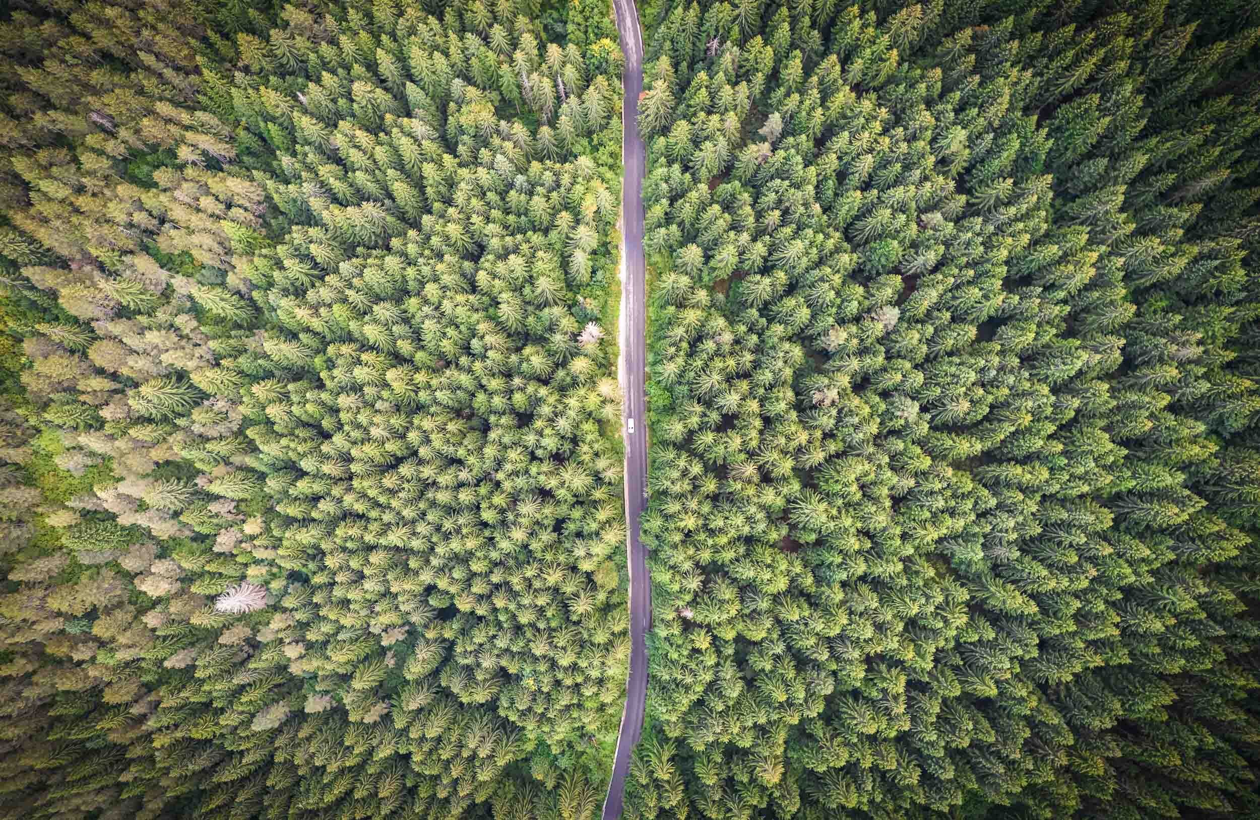 Forest Views