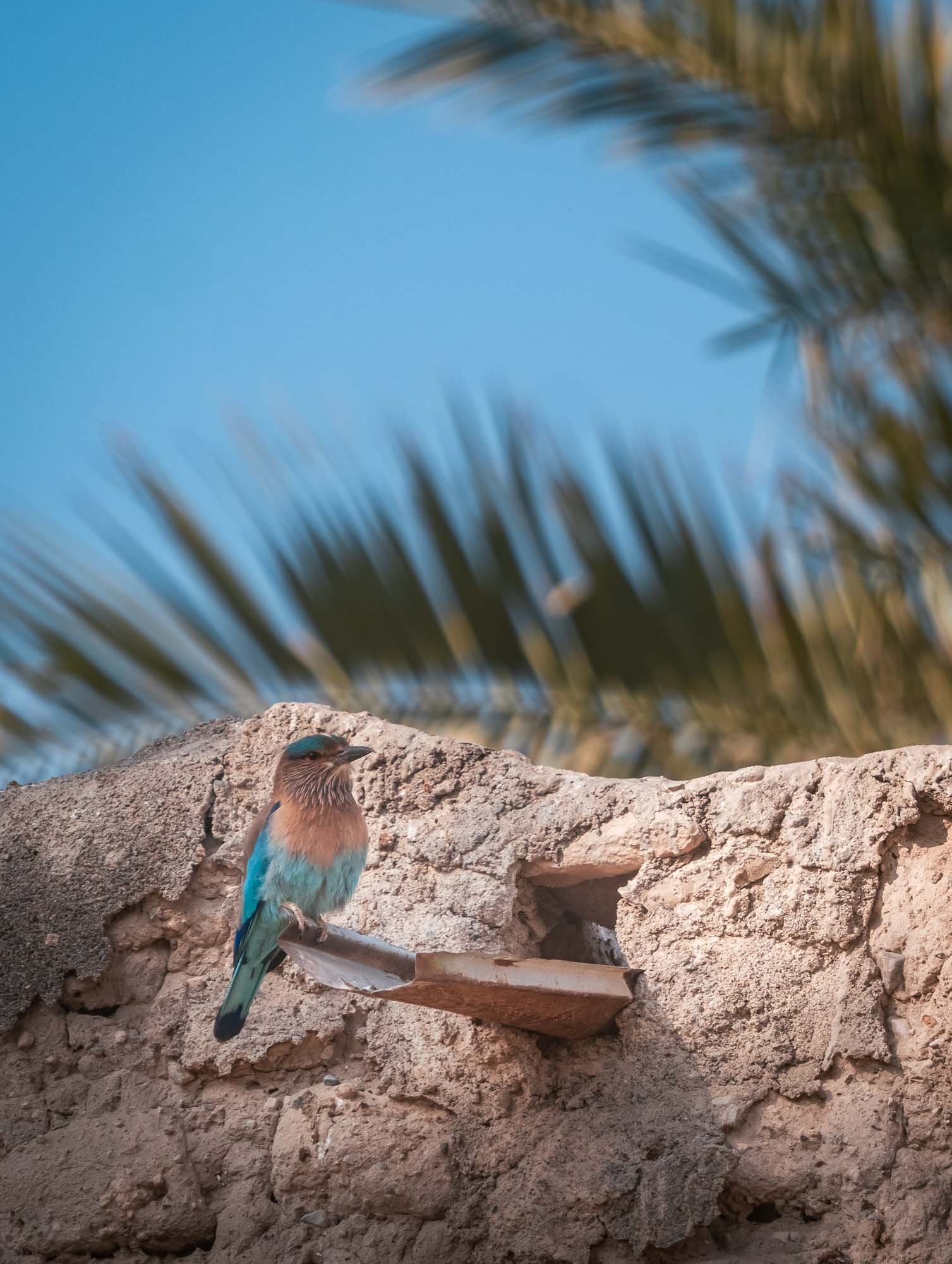 Indian Roller