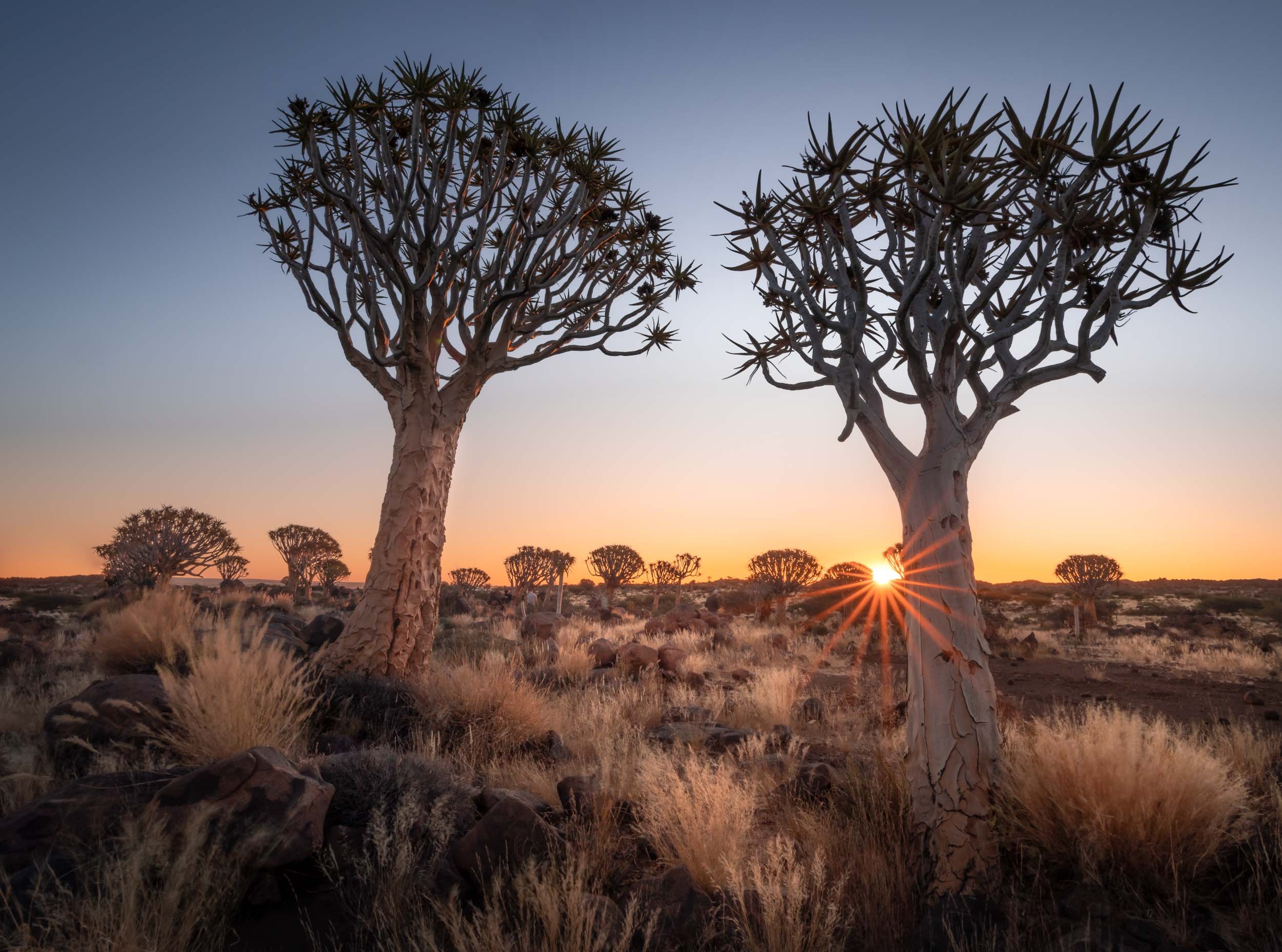 The Quiver Tree Forest