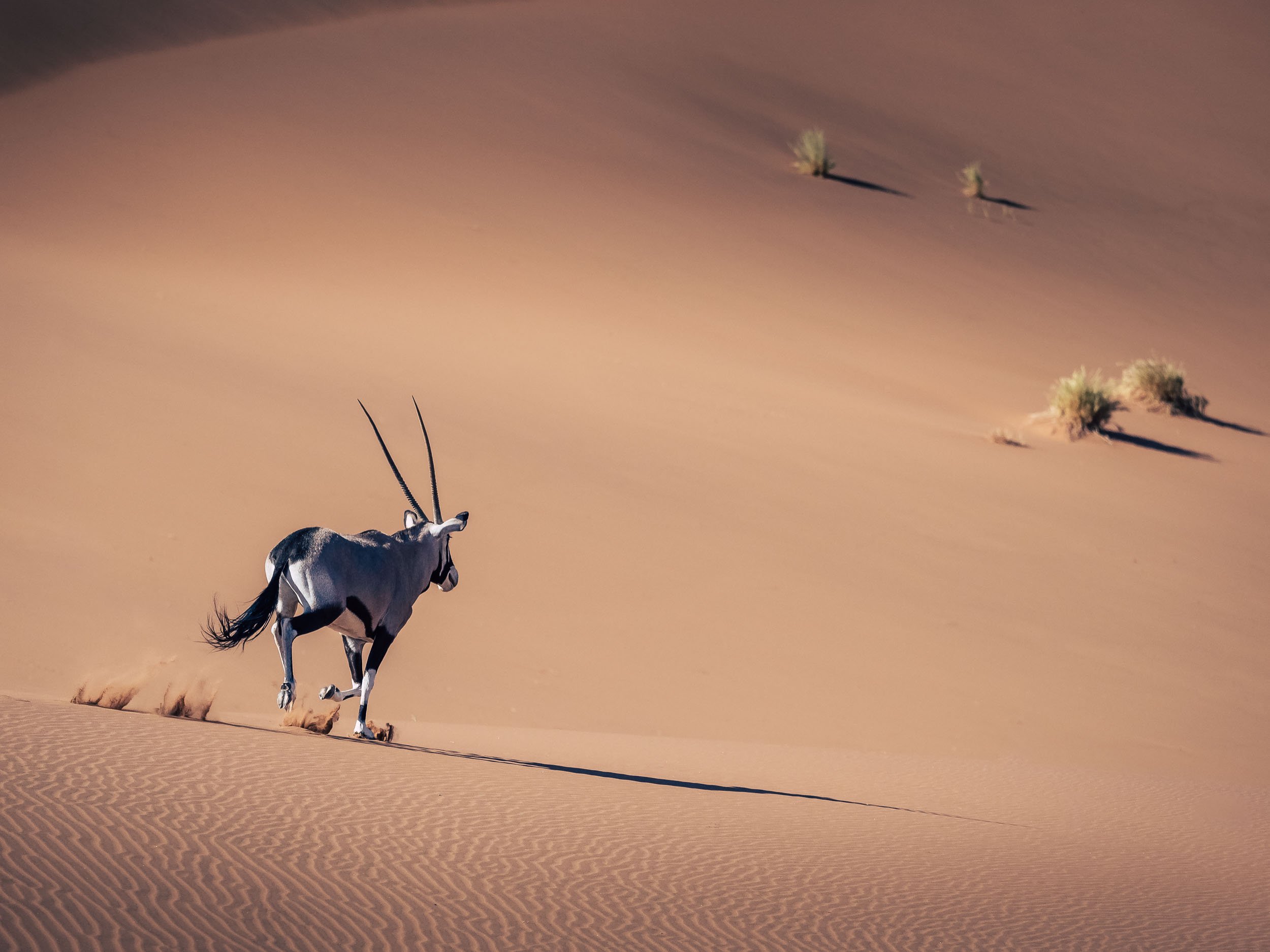 Chasing Oryx