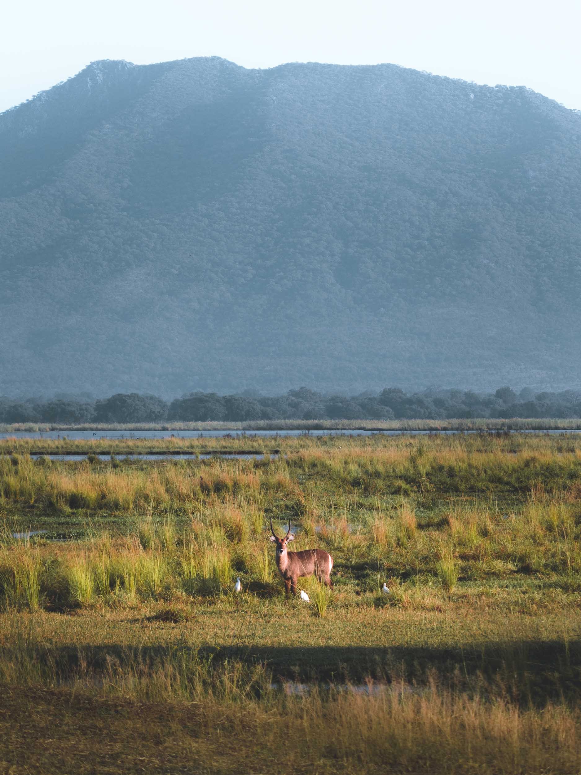 Waterbuck