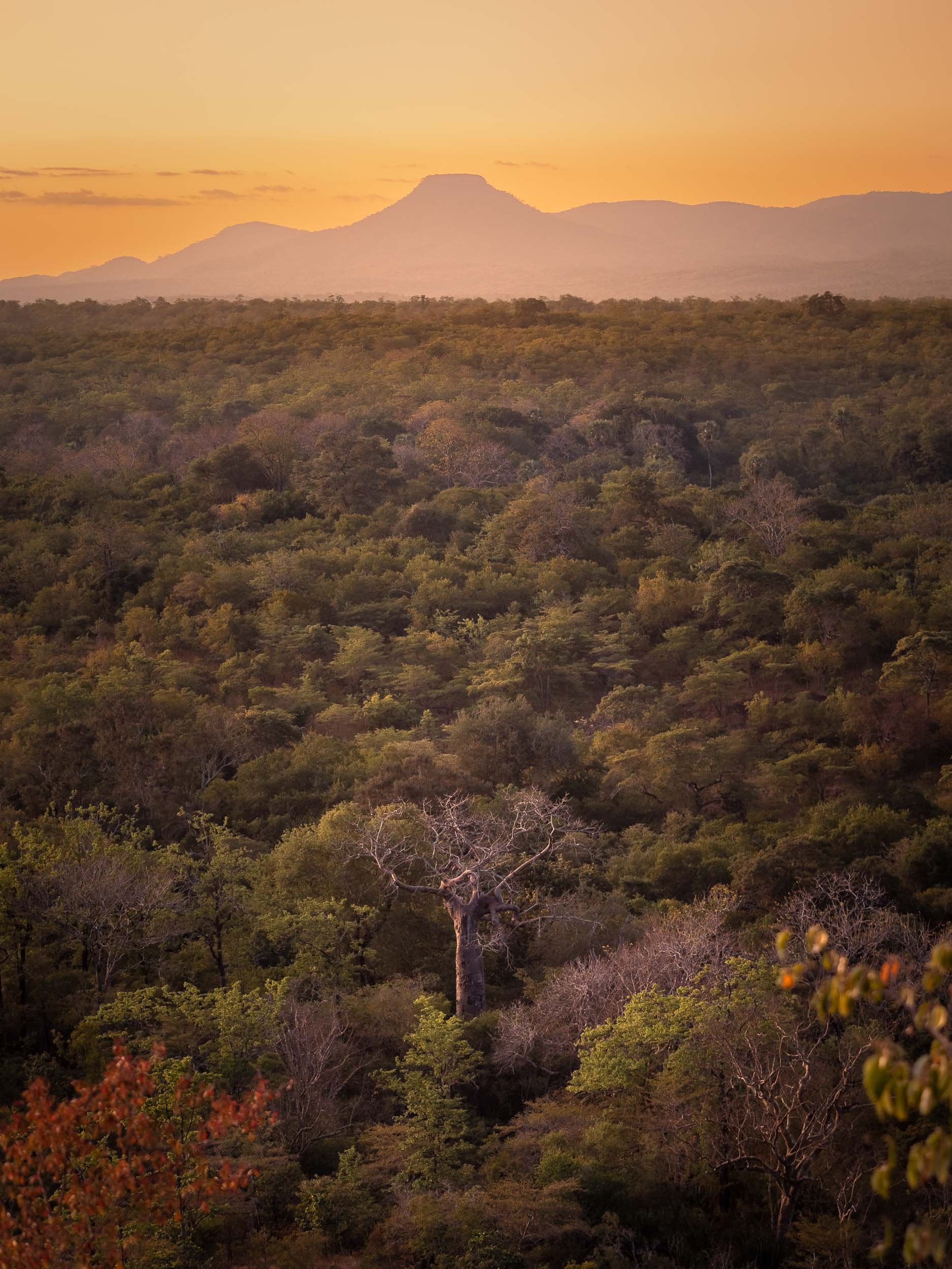 Zimbabwean Forests
