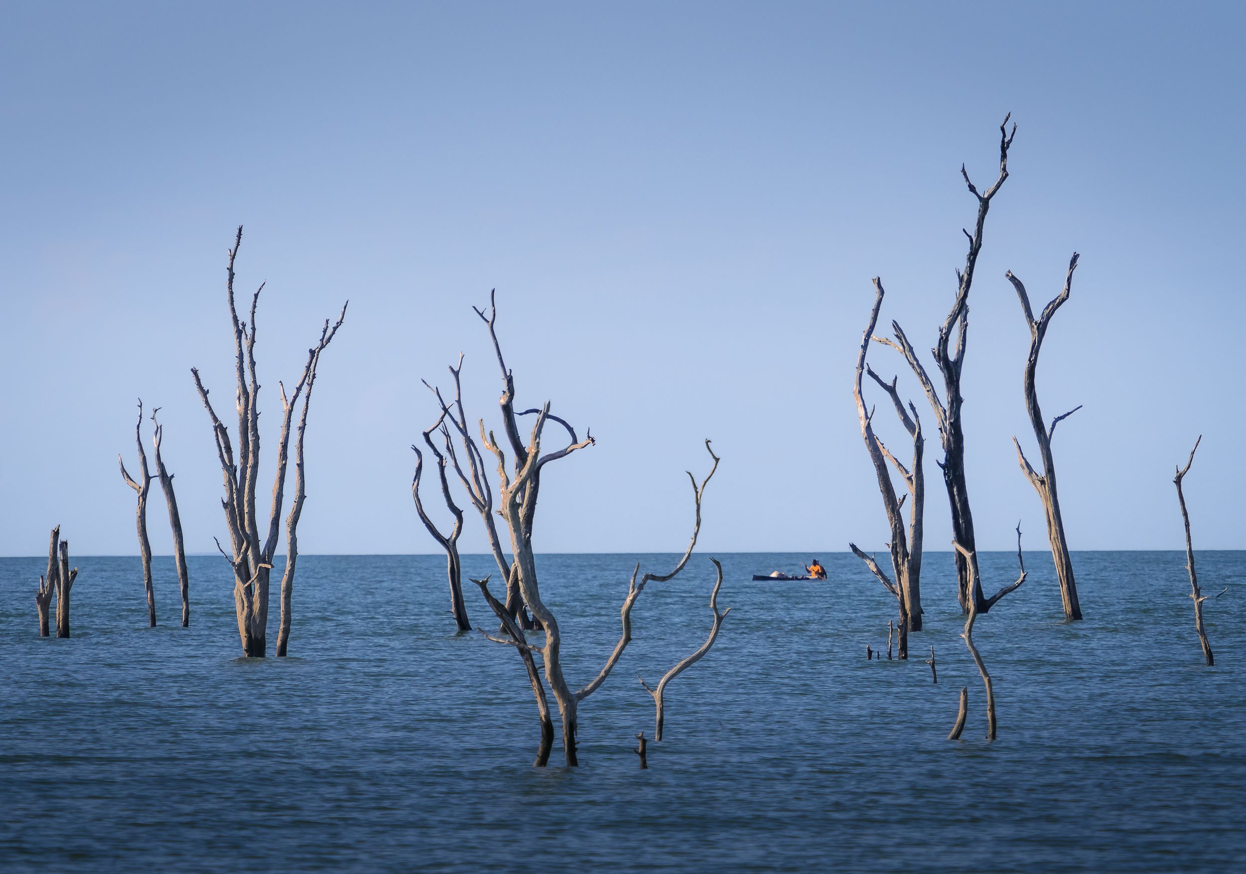 The Sunken Forest