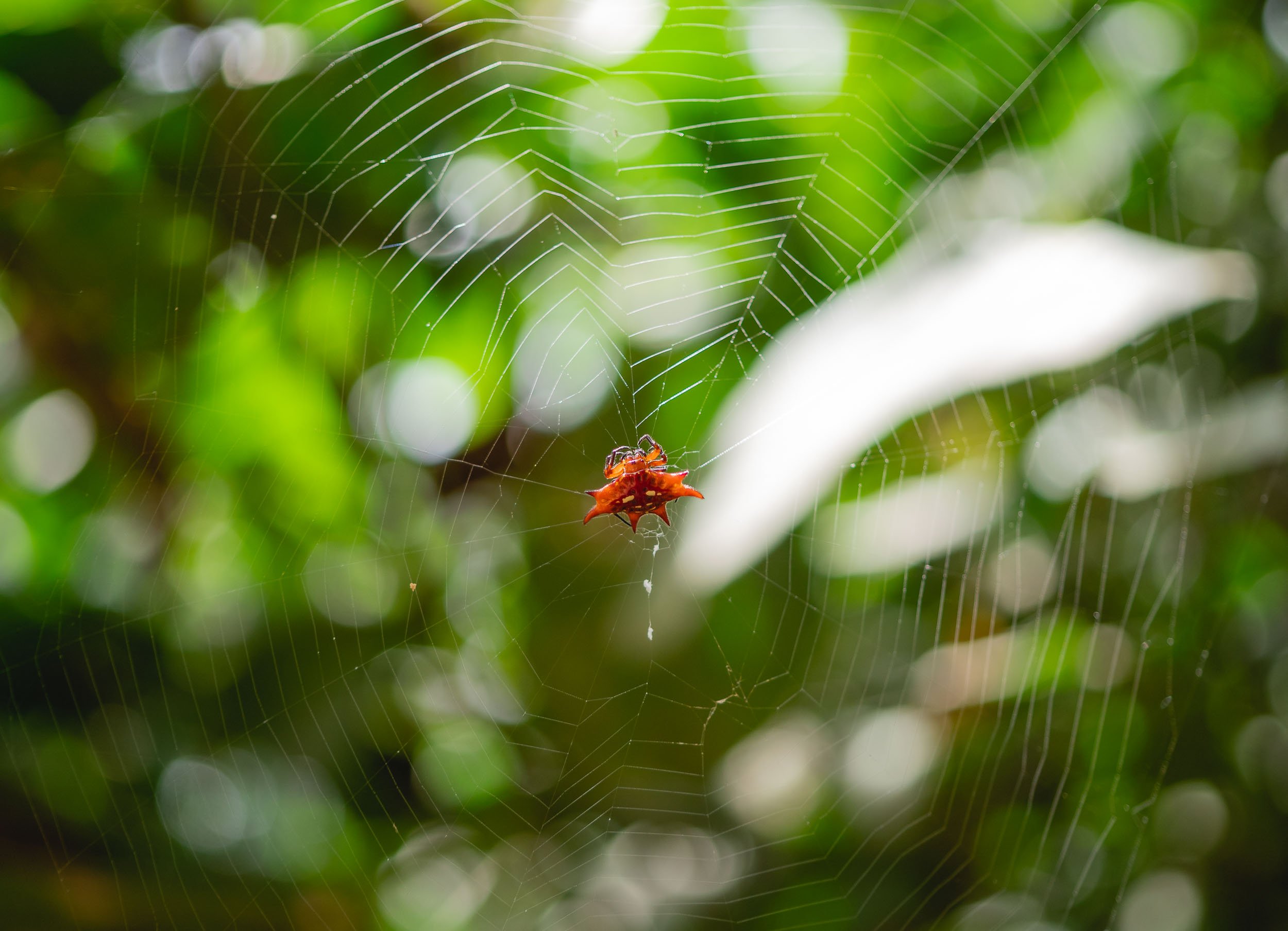 Kite Spider