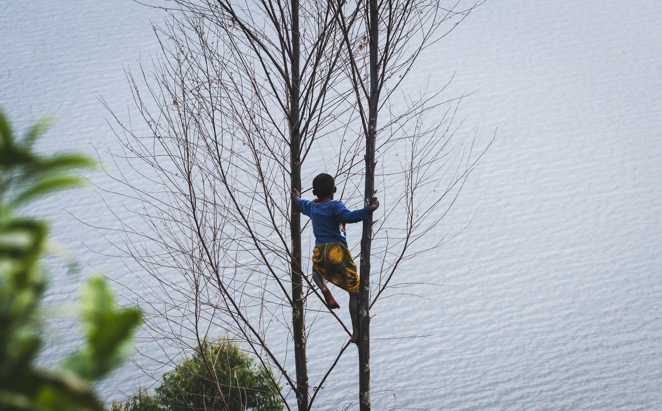 In the Trees