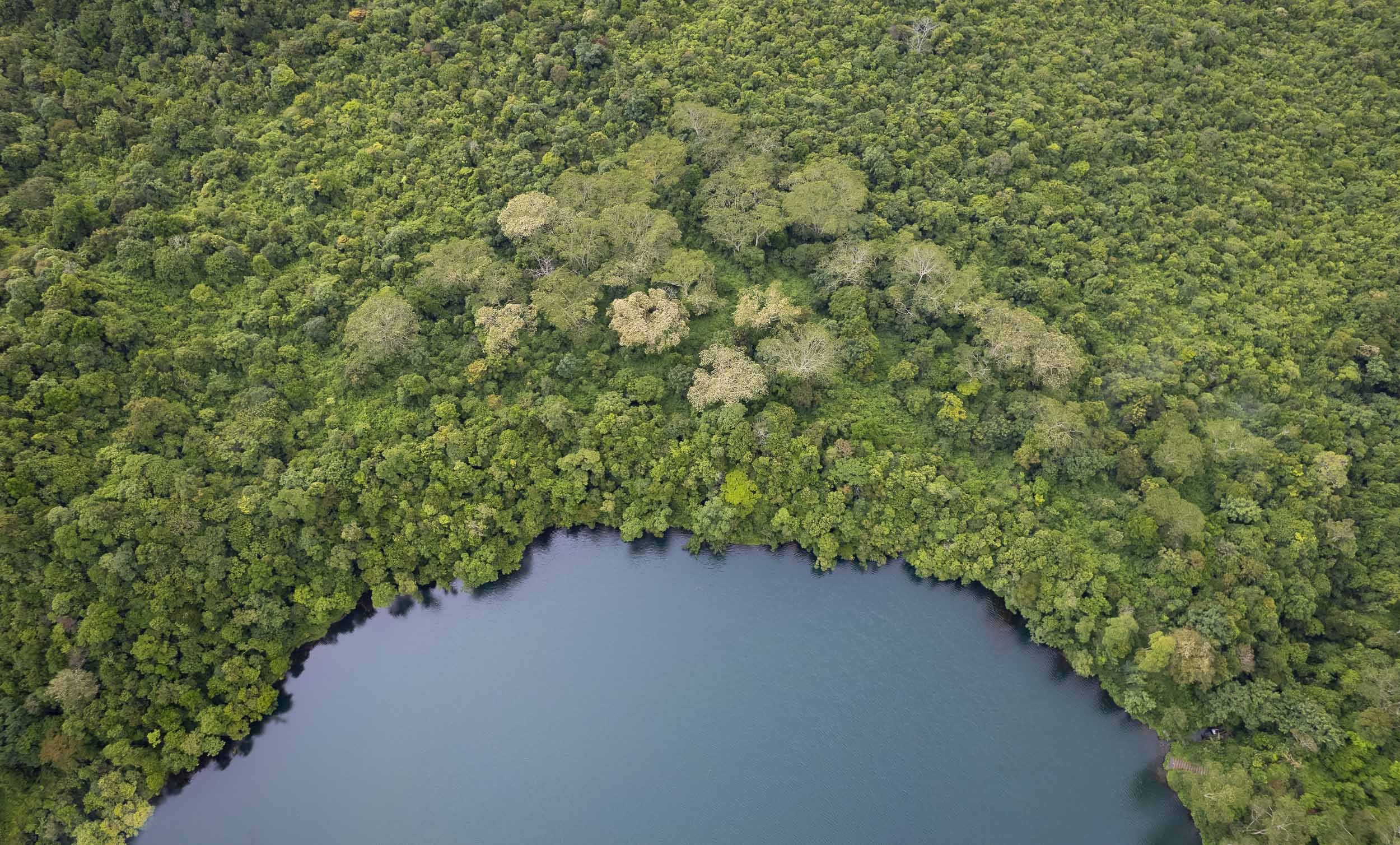 Tree Formation