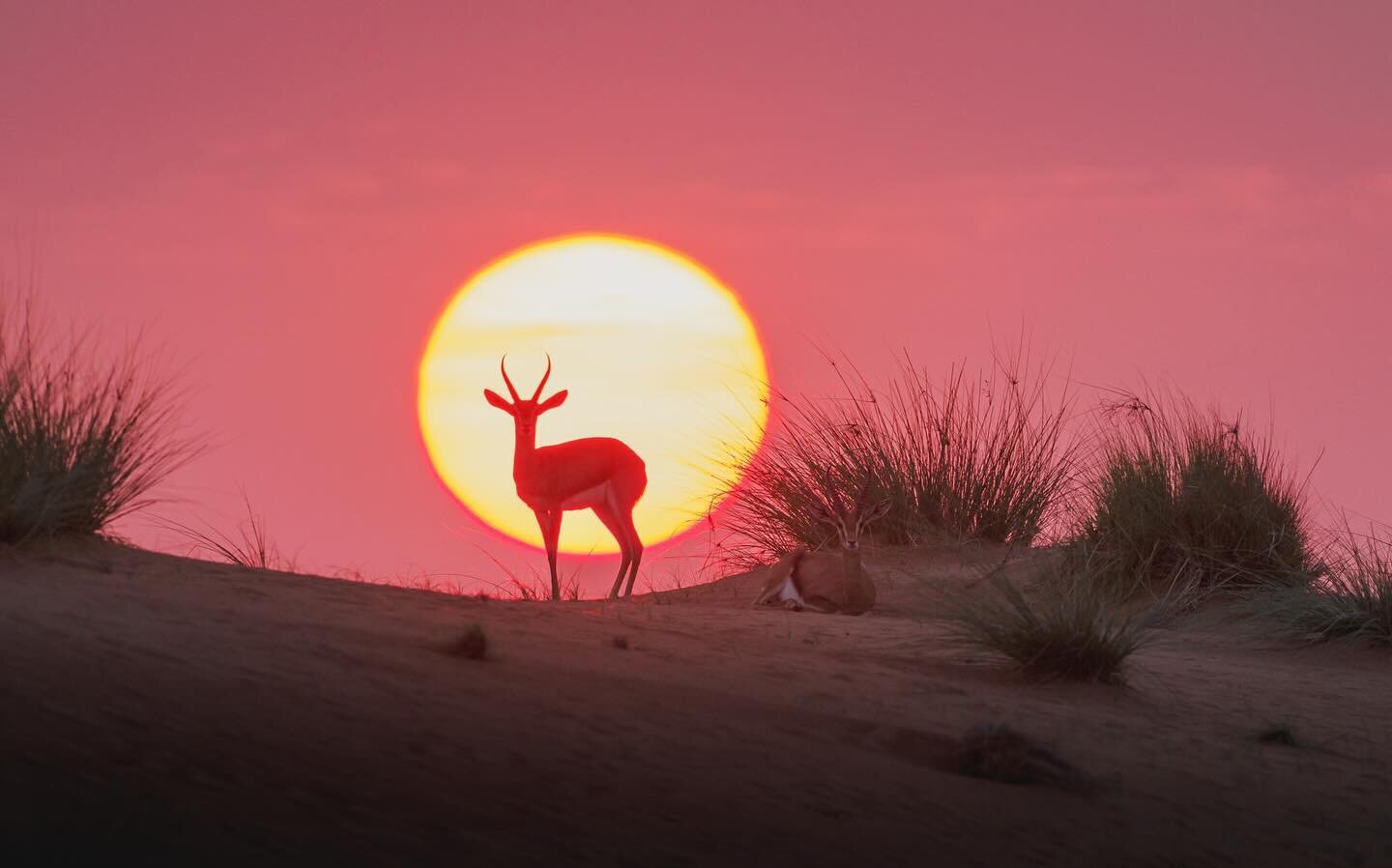 A gazelle enjoying the sunset @ddcr_uae - taken on @omsystem.cameras
.
#omsystem #gazelle #desert #dunes #sunset #mydubai #visitdubai #dubai #ddcr #almaha