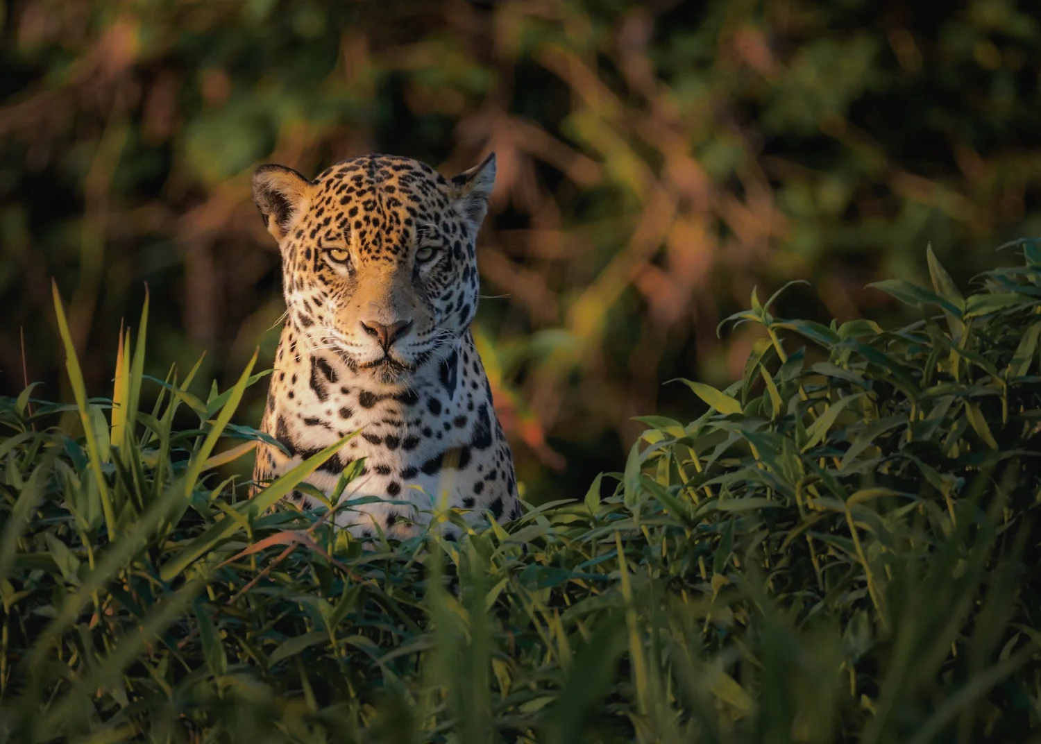 Wildlife of the Pantanal
