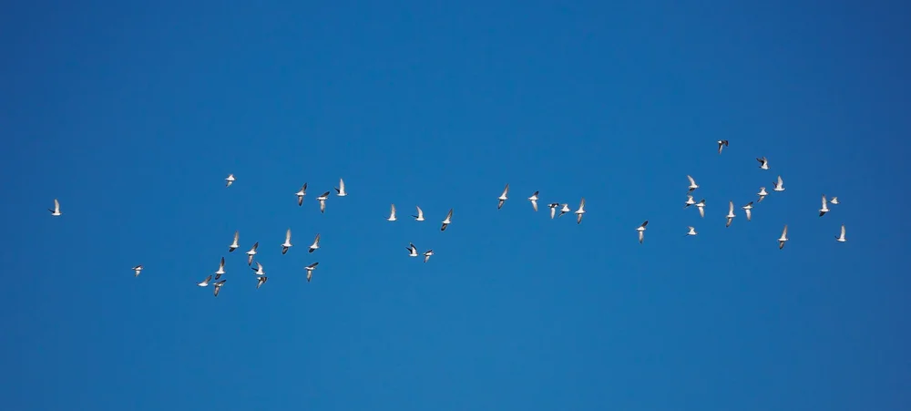 _OM12175.jpg