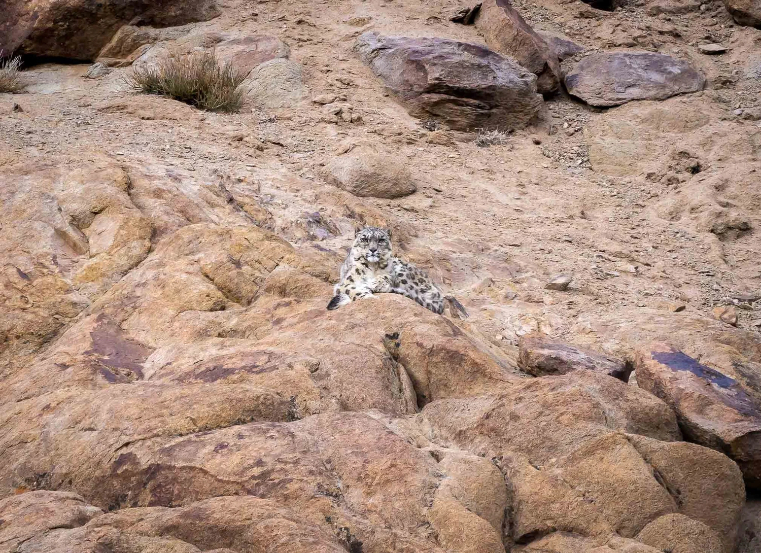 Snow Leopard Day