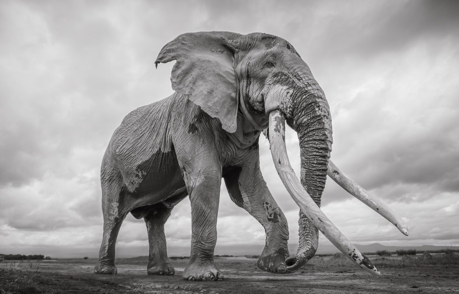 On a Mission for IFAW - Elephants & Rangers