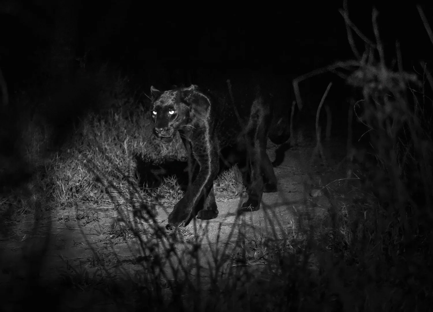 In Search of a Black Leopard