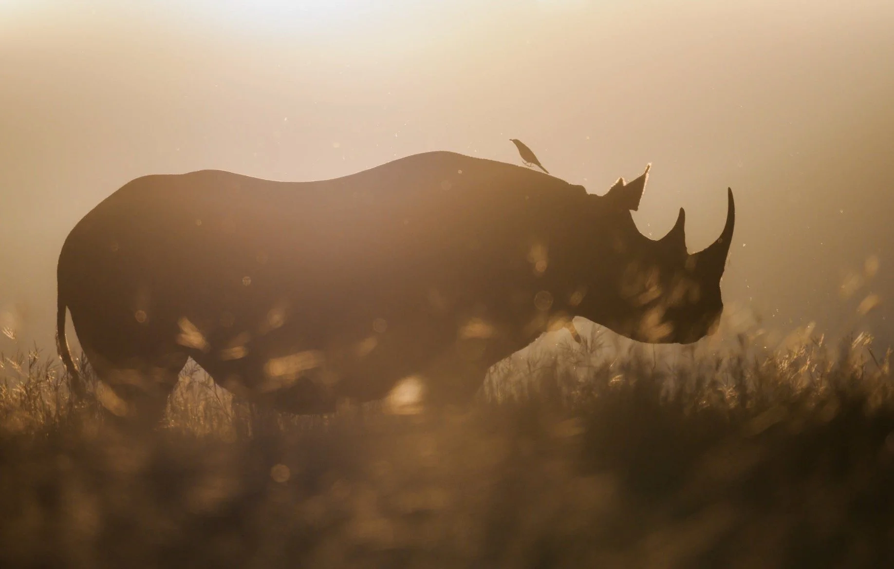 Ol Pejeta - Kenya’s Rhino Capital