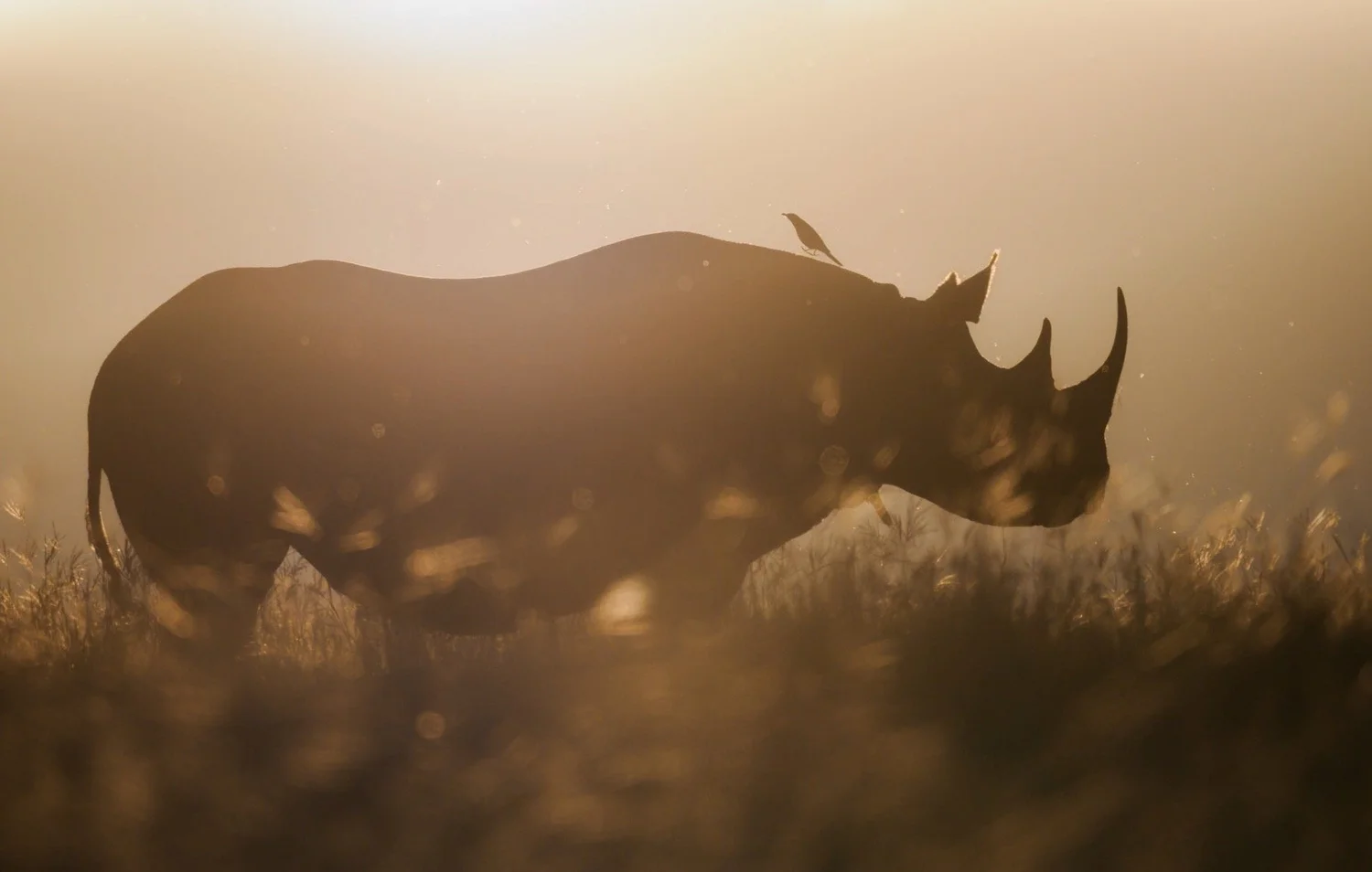 Ol Pejeta - Kenya’s Rhino Capital