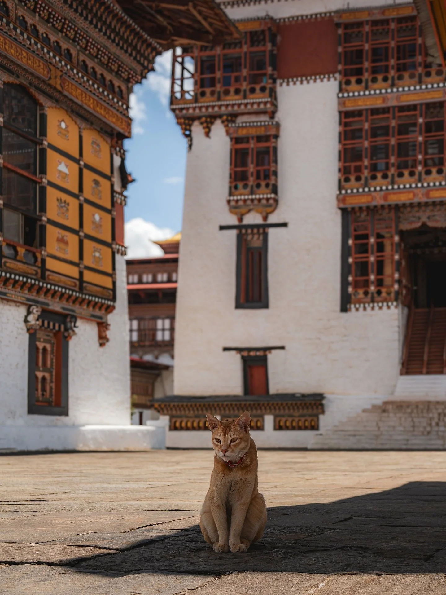 During my time in Bhutan I spent a couple of hours at Tashichho Dzong in the capital Thimphu, waiting for cats and monks to move into position 😀.
.
These incredible fortresses / temple combinations were probably my favourite part of the country - th