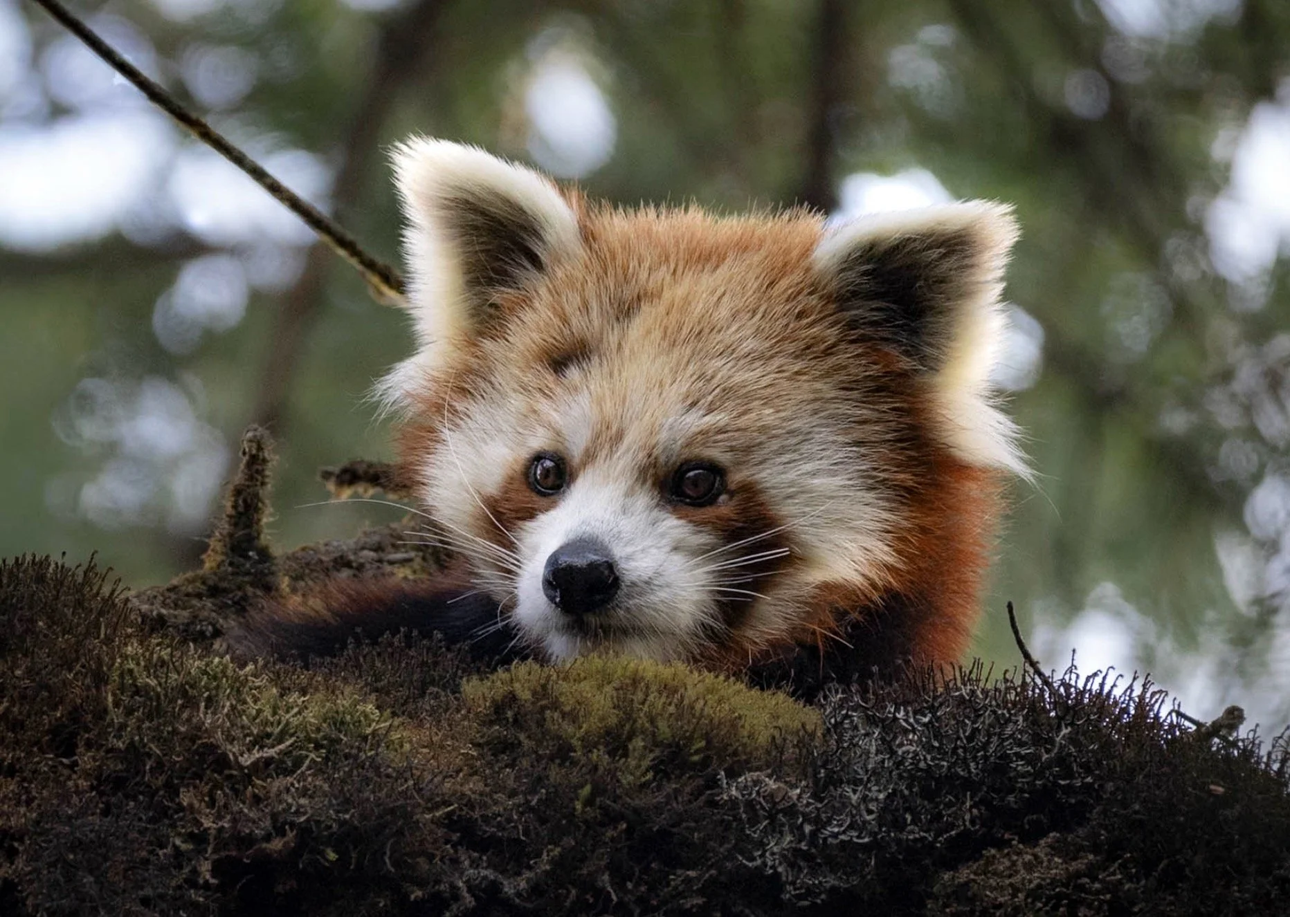 Nepal Part 2 - Diversity: Wildlife, Mountains, &amp; More