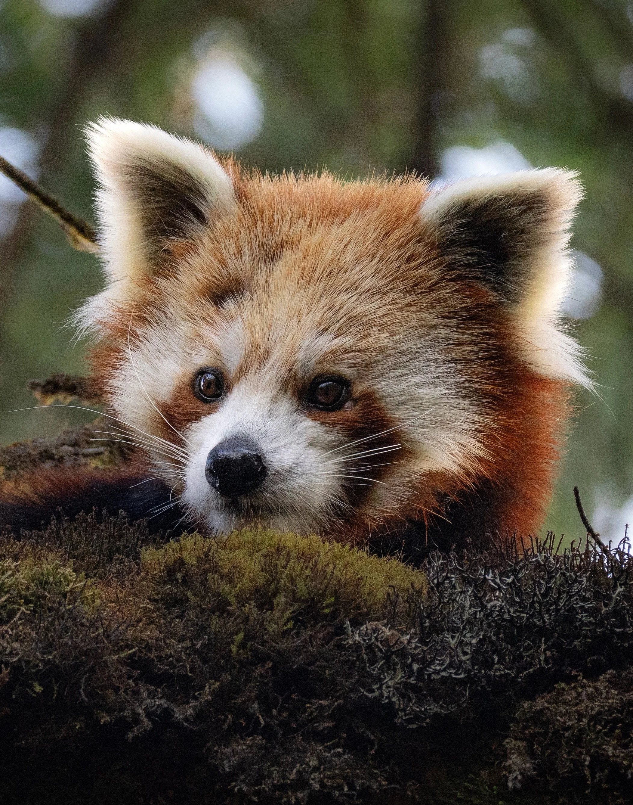 After five days of trekking through the snow-covered forests of Nepal at almost 4000m, we finally managed to locate this guy, mocking us from a tall tree, sunbathing in the morning rays: a red panda!
.
Happy smiles all around with @wayfarer_paidalyat