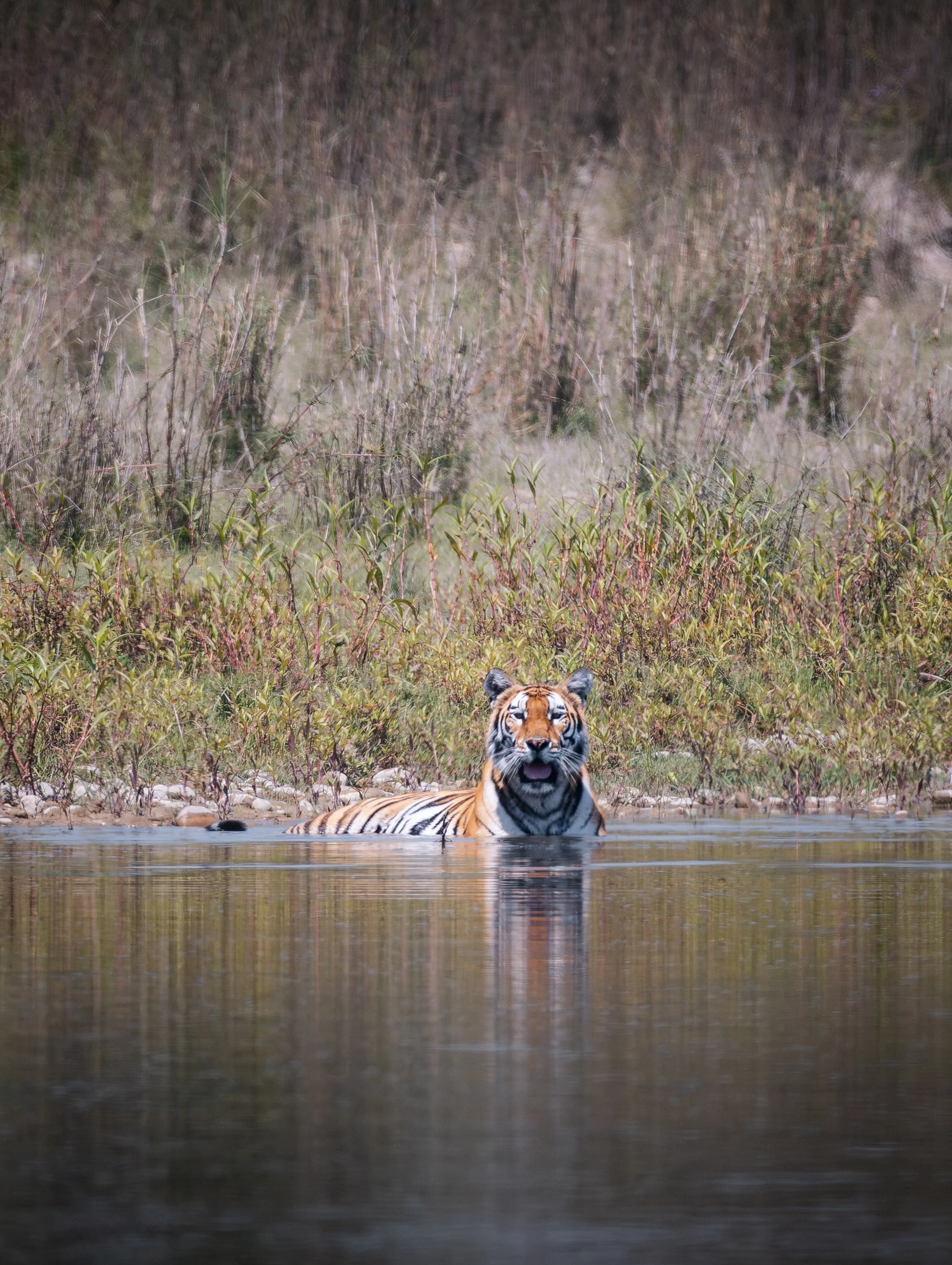 🐯 🐅 - it&rsquo;s World Tiger Day today. Another wildlife sighting from Nepal. Spent 5 days in Bardia National Park in search for a Tiger, just to come across this one on the river banks near the community forest outside the park on my very last mor